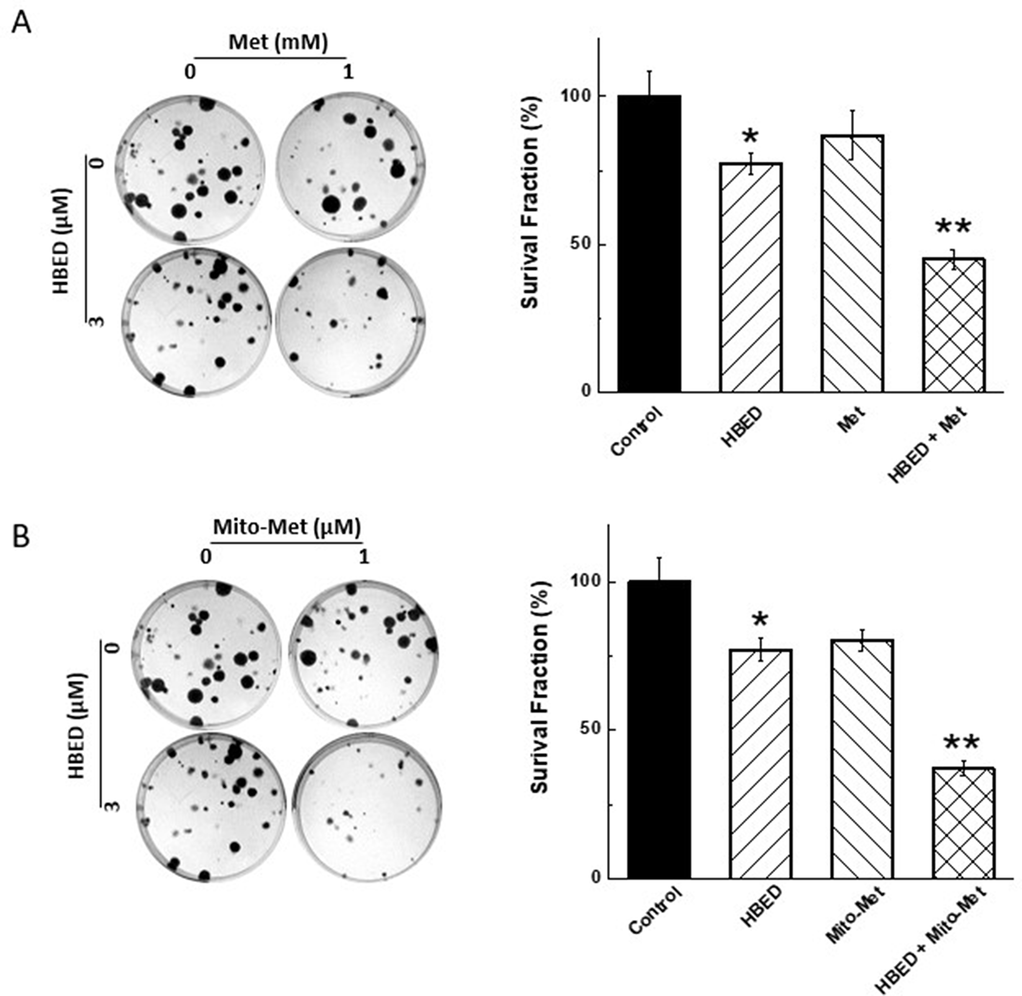 Effect of Met, Mito-Met, and HBED on colony formation by MiaPaCa-2 cells.
