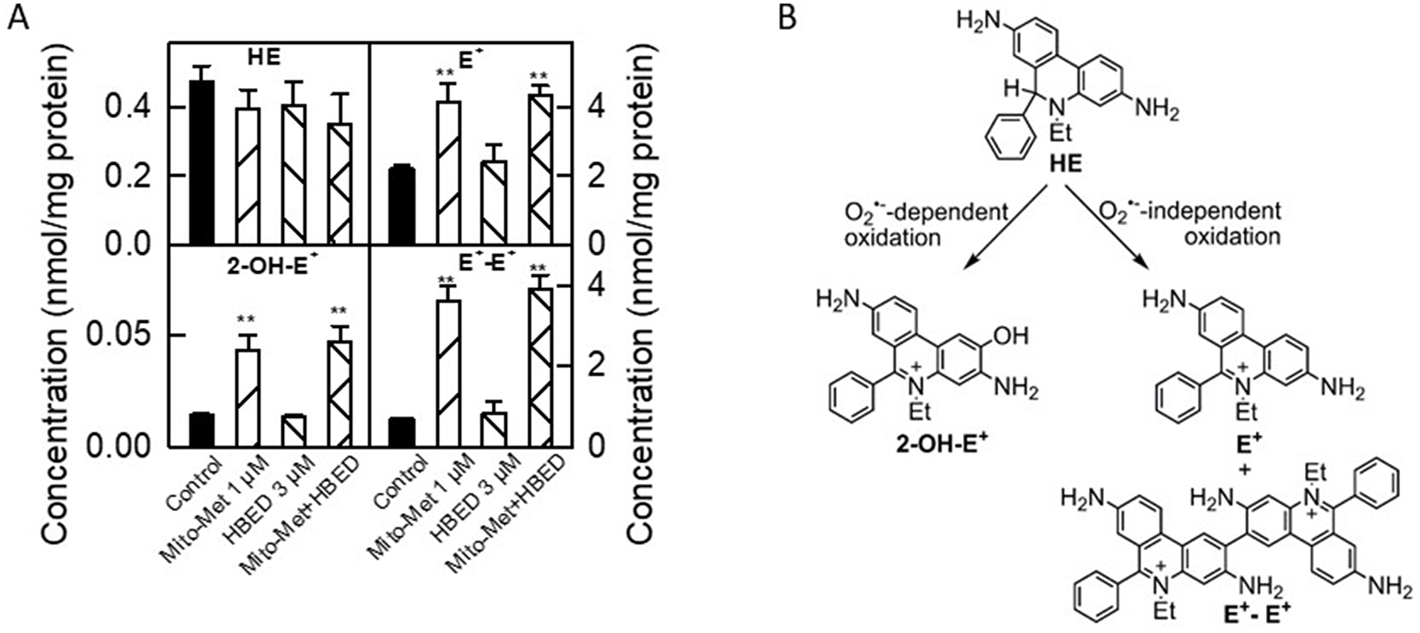 Characterization of intracellular oxidants induced by Mito-Met and HBED in MiaPaCa-2 cells.