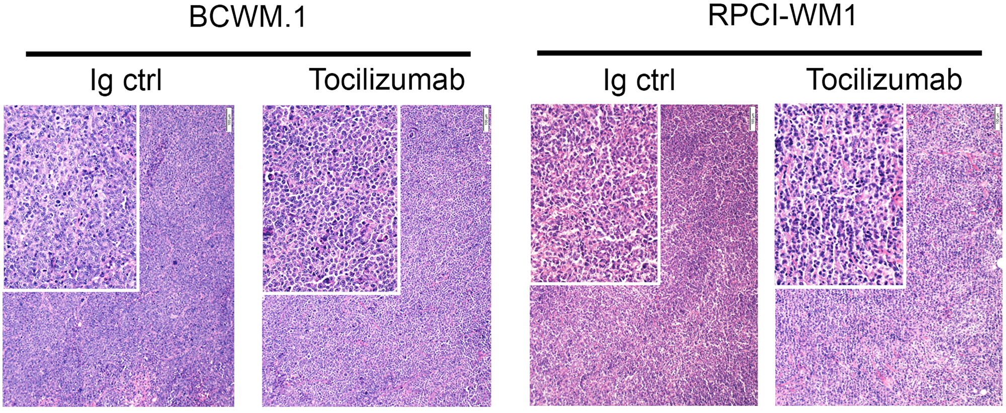 Histology of tumors post euthanasia.