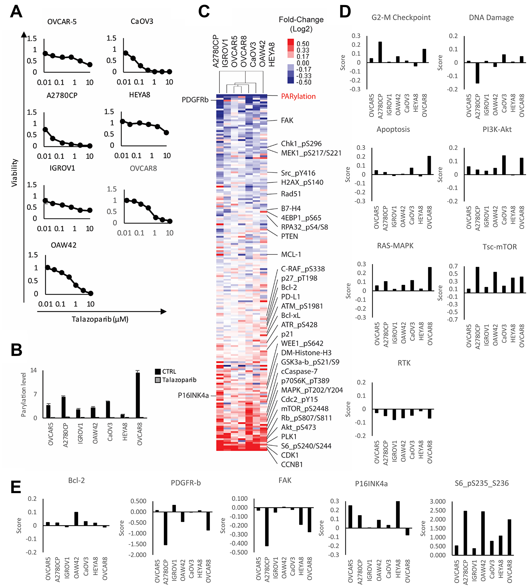 Adaptive response of ovarian cancer cell lines treated with PARP inhibitor.