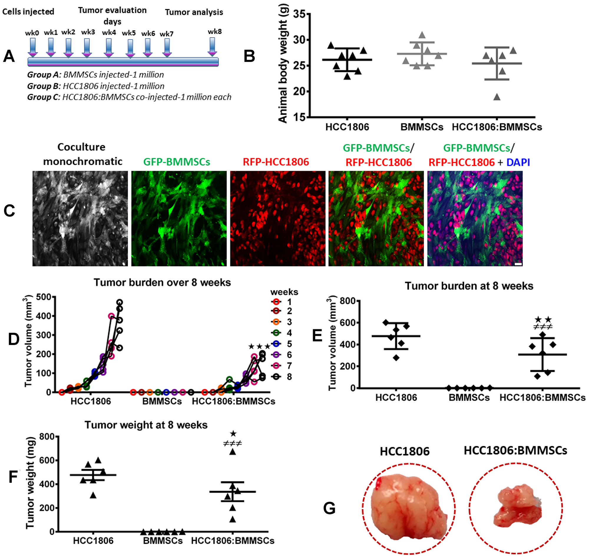 BMMSCs reduce tumor burden of HCC1806 xenografts in vivo.