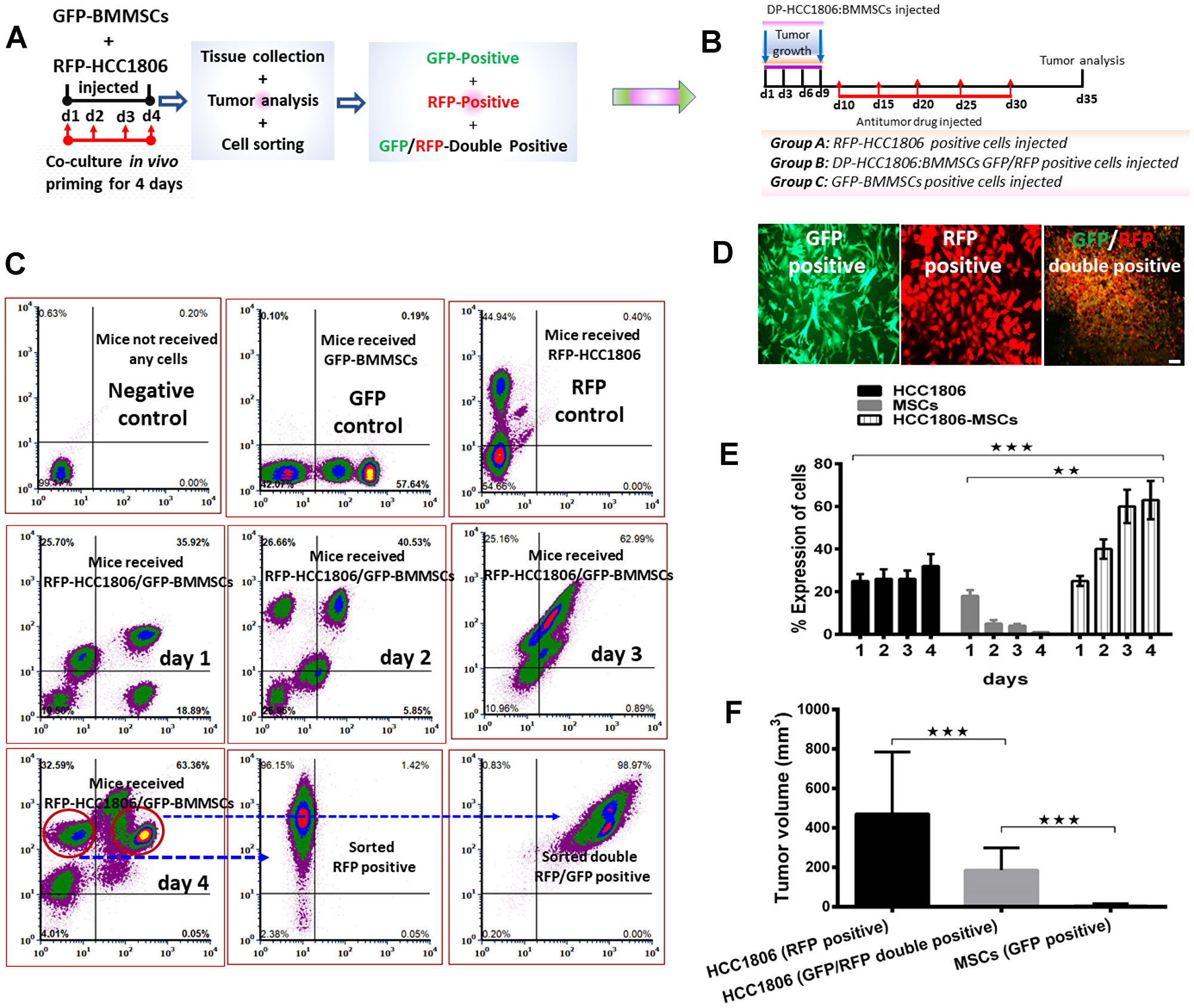FACS-sorted GFP/RFP-double positive cells from HCC1806:BMMSC xenografts reduced tumor volume in vivo.