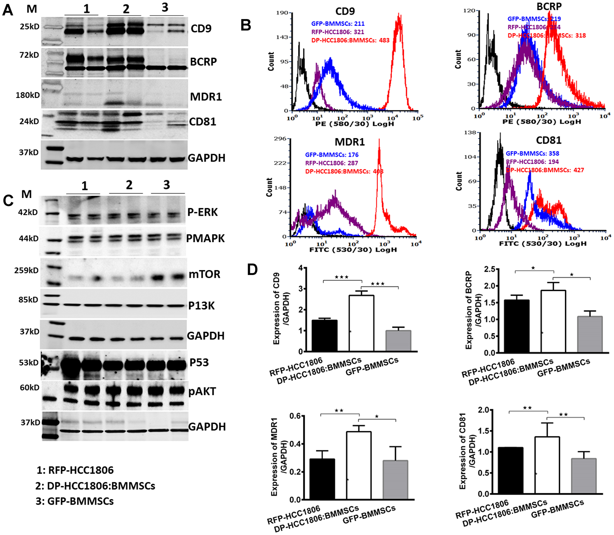 Differential expression of tetraspanins and drug resistance proteins in DP-HCC1806:BMMSCs.