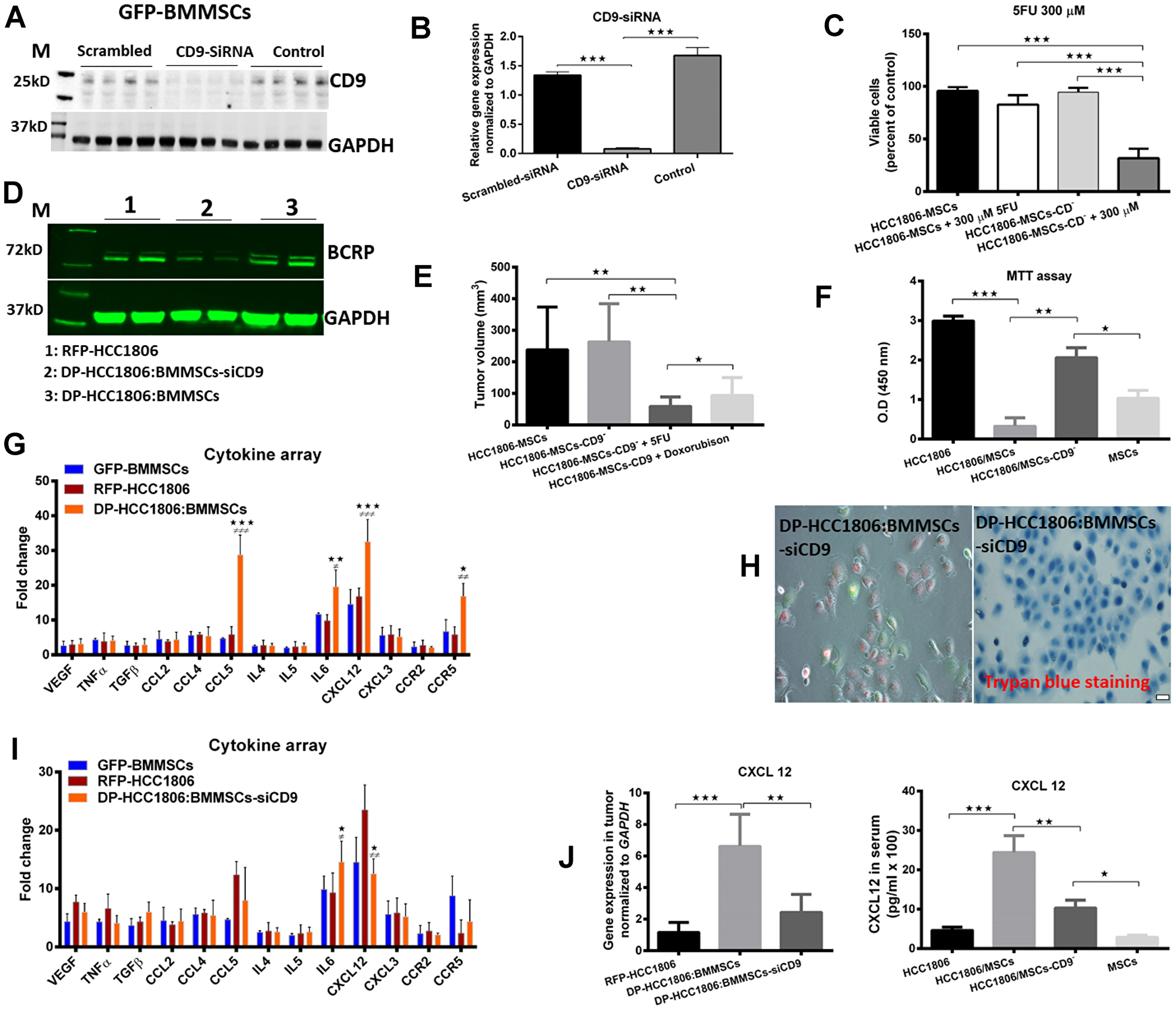 BMMSCs-CD9 siRNA knockdown in DP-HCC1806:BMMSC xenografts reduces chemotherapeutic resistance to 5FU and doxorubicin in vivo.
