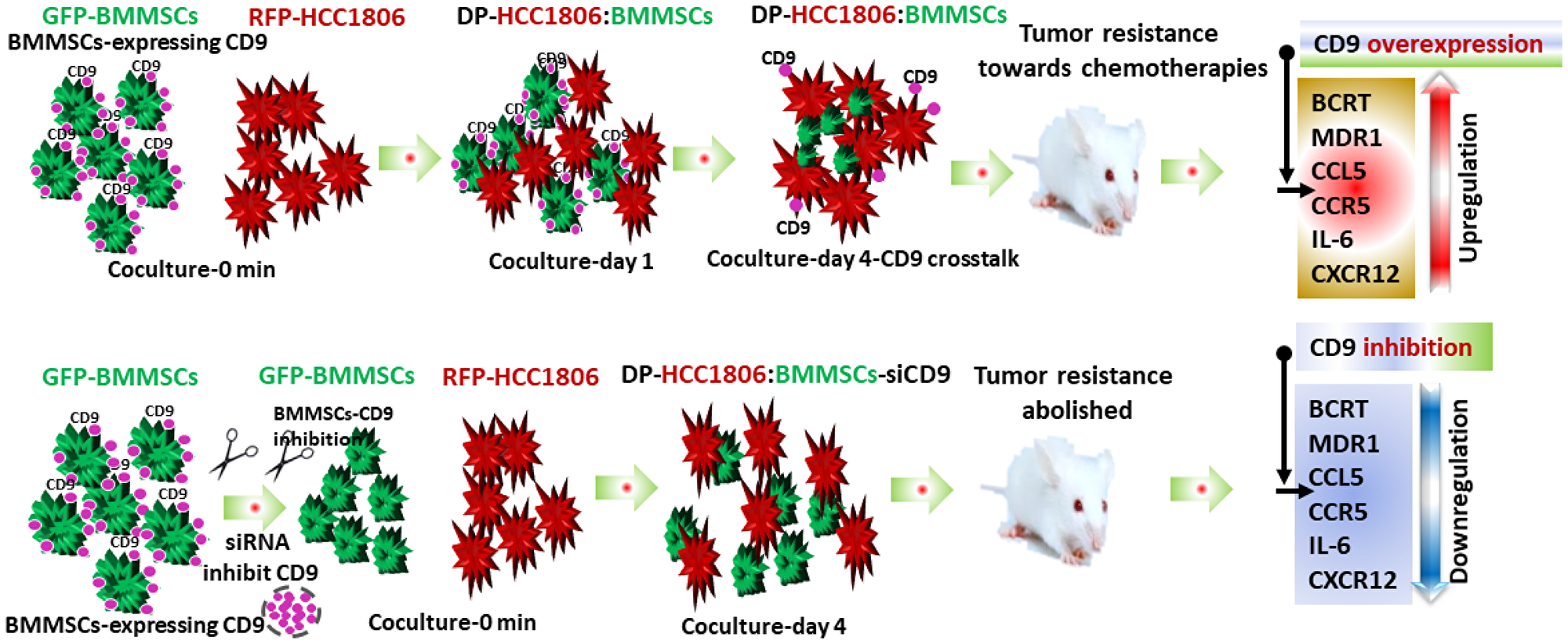 Flow diagram illustrating doxorubicin and 5FU chemoresistance in breast cancer tumors.