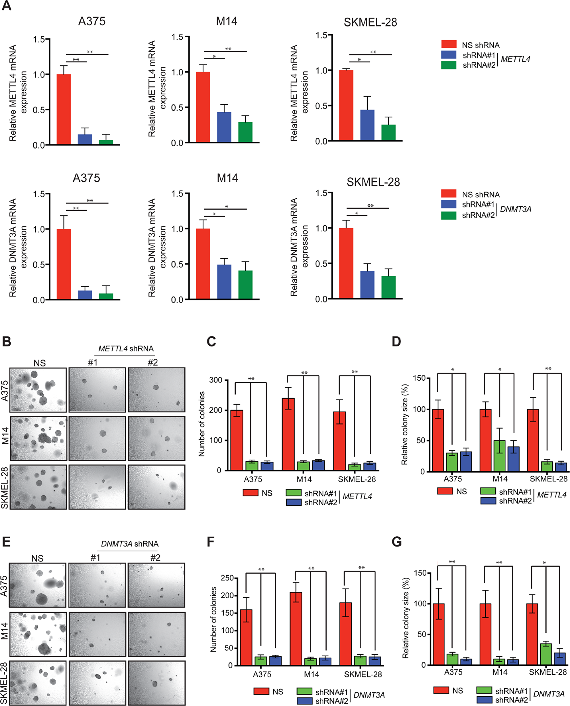 Knockdown of METTL4 and DNMT3A and soft agar growth in melanoma cells.