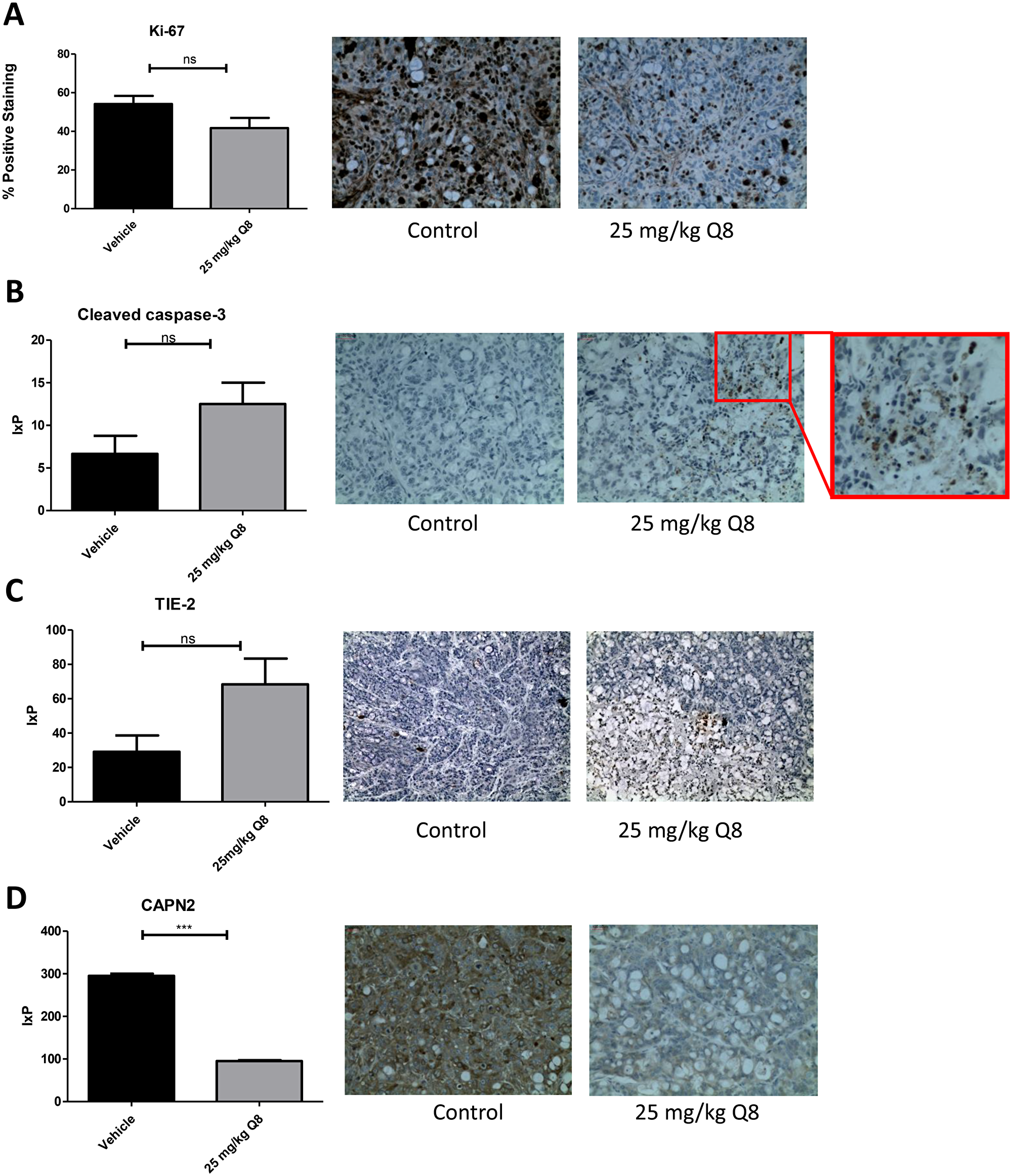 Immunohistochemistry analysis of Q8 in mouse xenograft tumour tissue.