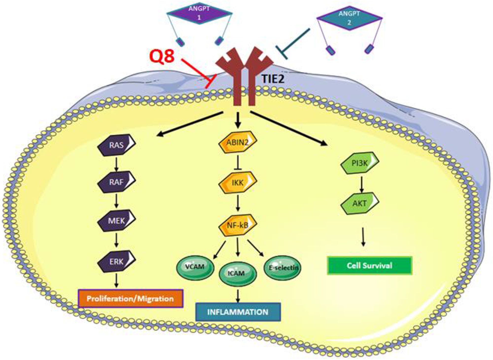 Angiopoietin-TIE signaling pathway.