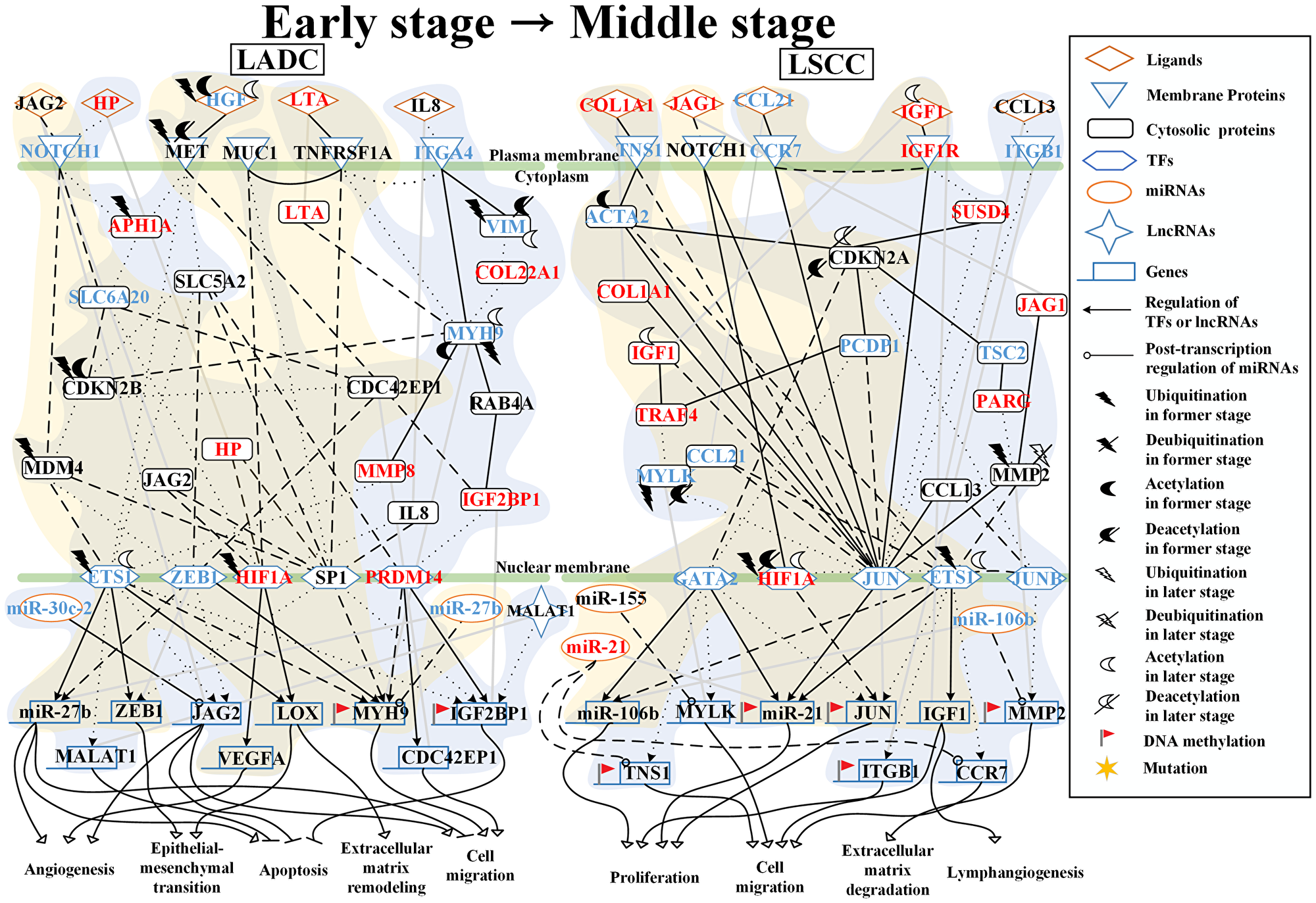 Core signaling pathways extracted from comparing genetic and epigenetic networks (GENs) between early stage and middle stage LADC and LSCC.
