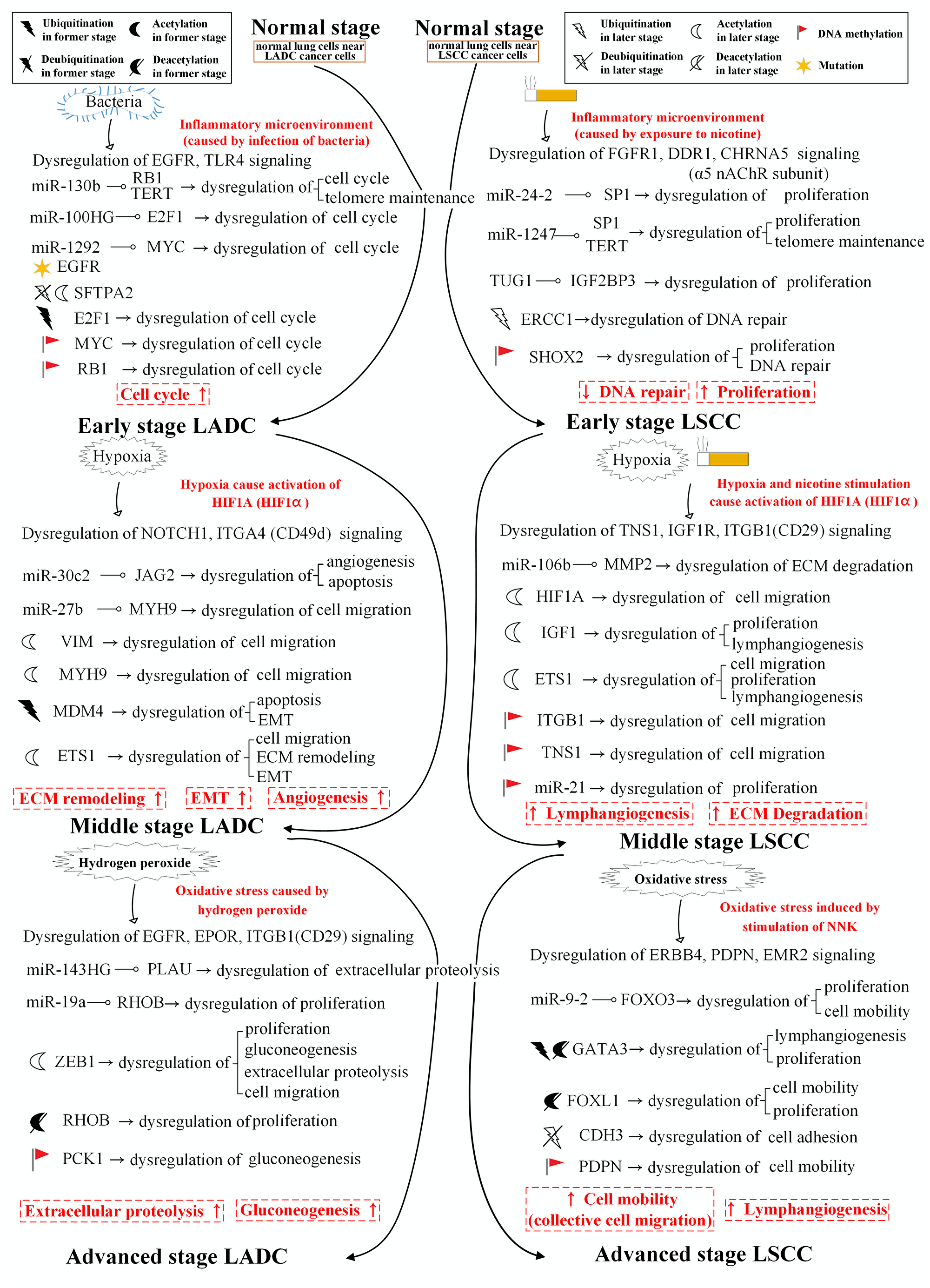 Summarizing the differential genetic and epigenetic progression mechanisms from normal stage to early stage, early stage to middle stage, and middle stage to advanced stage LADC and LSCC.