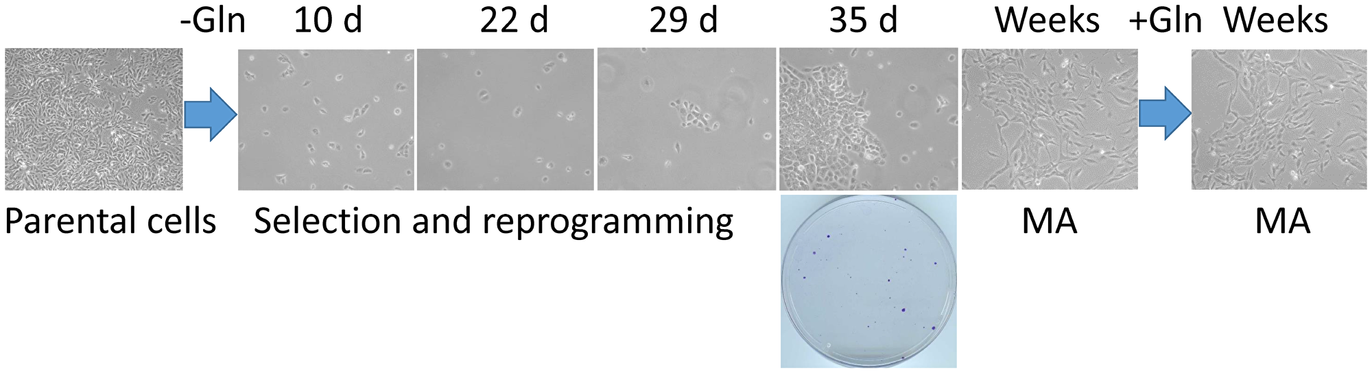 A cell culture model of the rare cancer cells that survive a severe metabolic challenge and “evolve” to emerge as highly adaptable.
