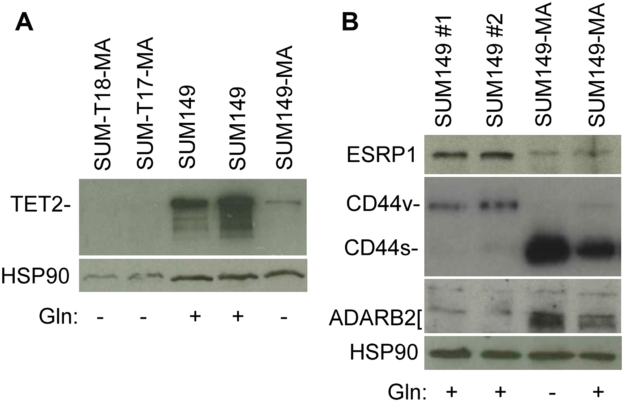 Validation of selected gene expression data with western blotting.