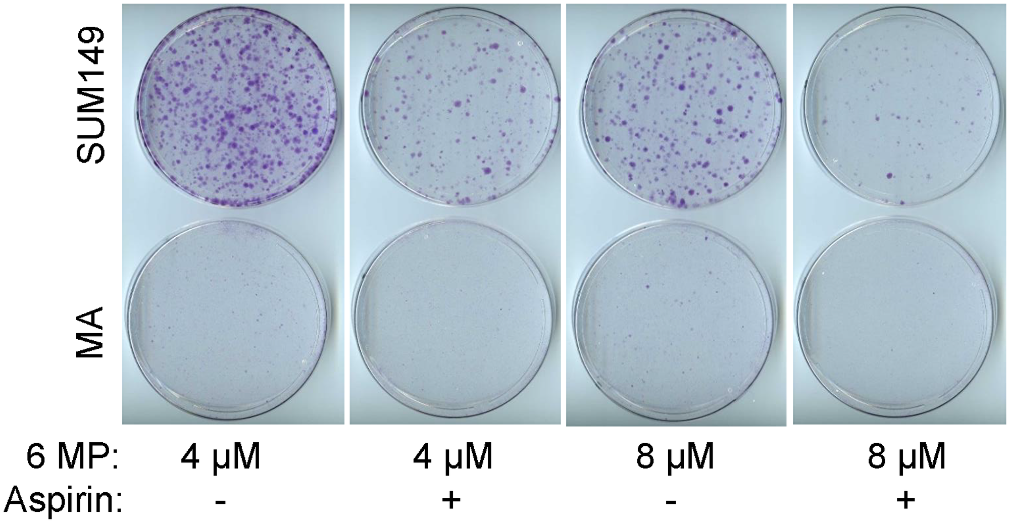 The combinatorial effect of aspirin with 6-MP.