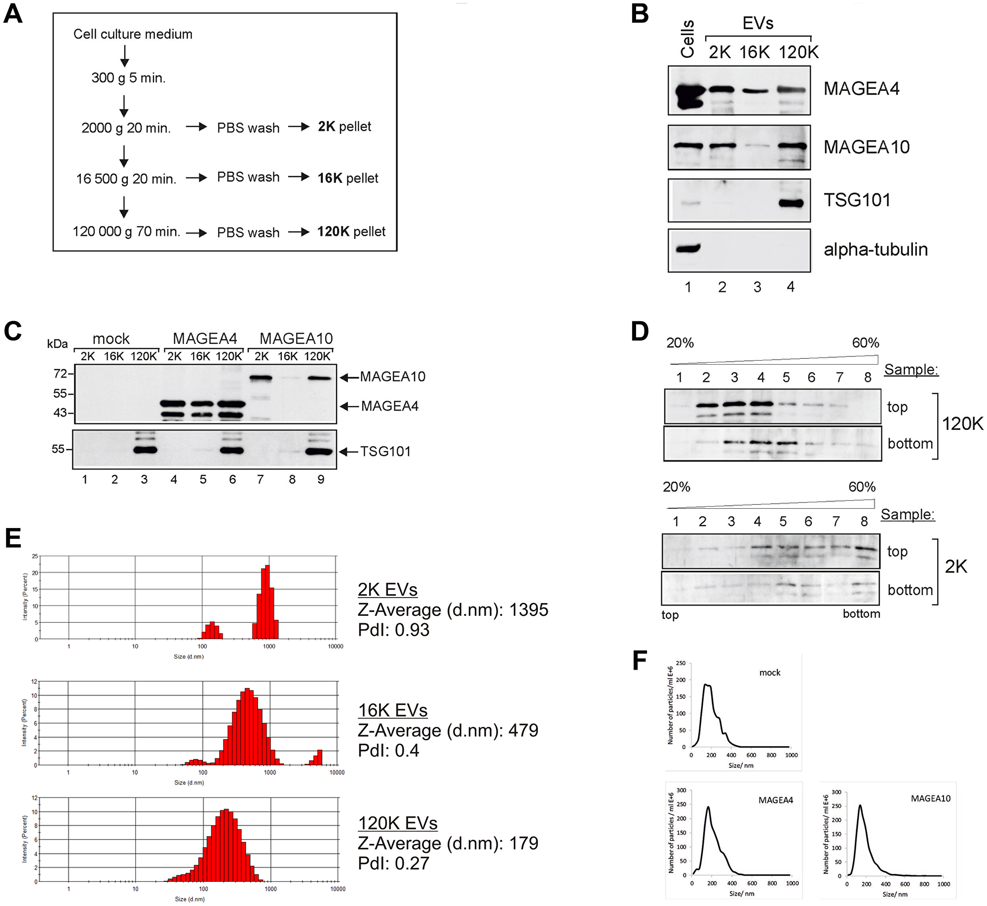 MAGEA proteins are incorporated into EVs.