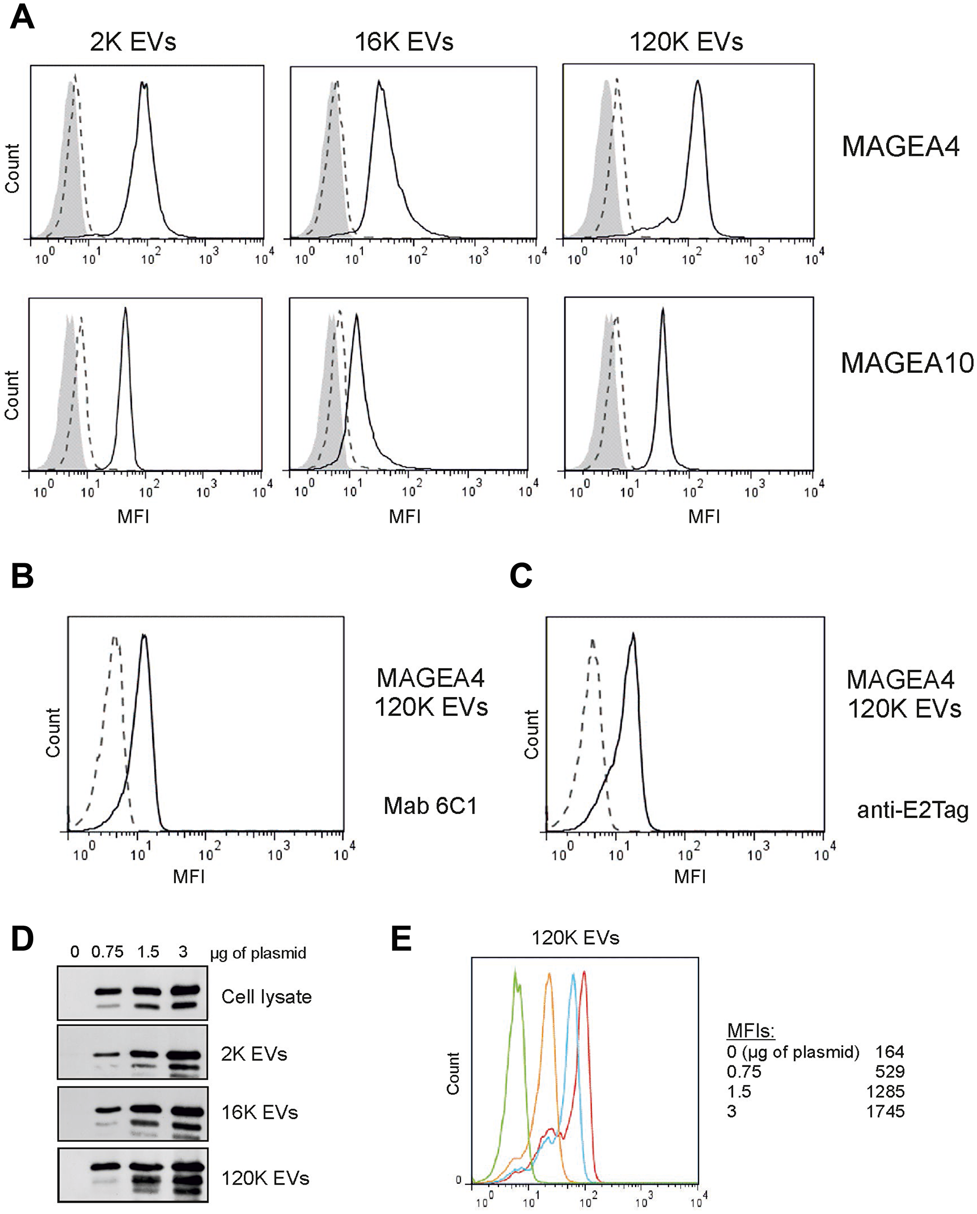 MAGEA proteins are expressed on the surface of EVs.