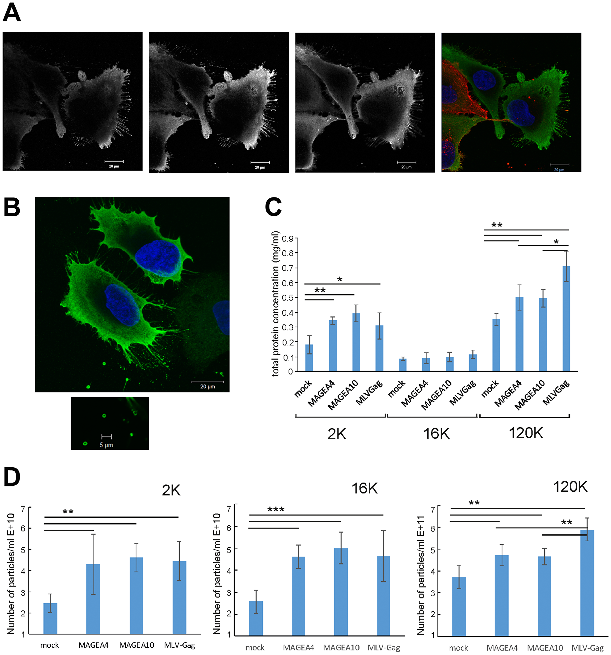 MAGEA proteins induce shedding and budding of EVs from cells.