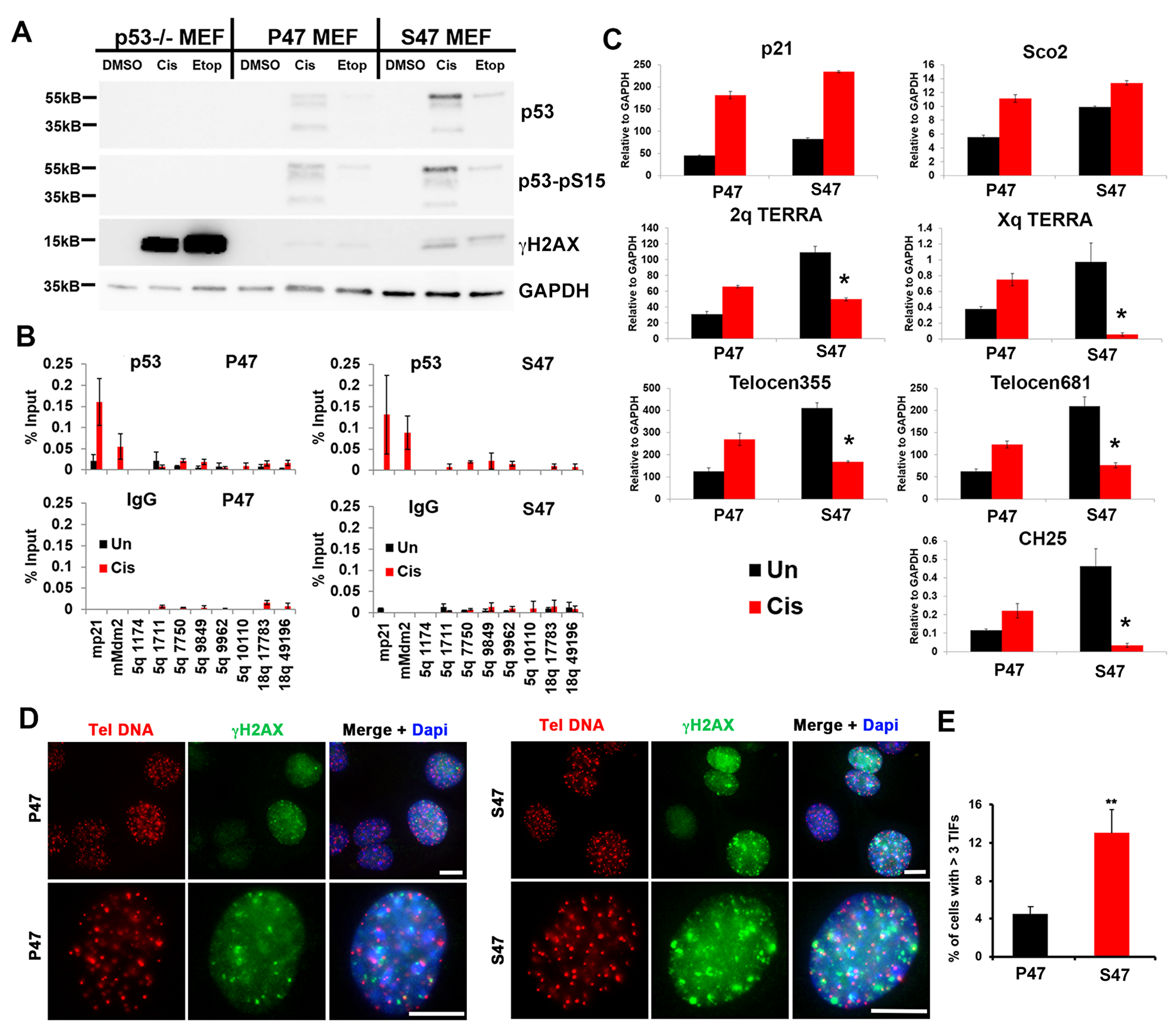 MEFs reconstituted with human p53 S47 fail to induce mouse TERRA in response to DNA damage stress.