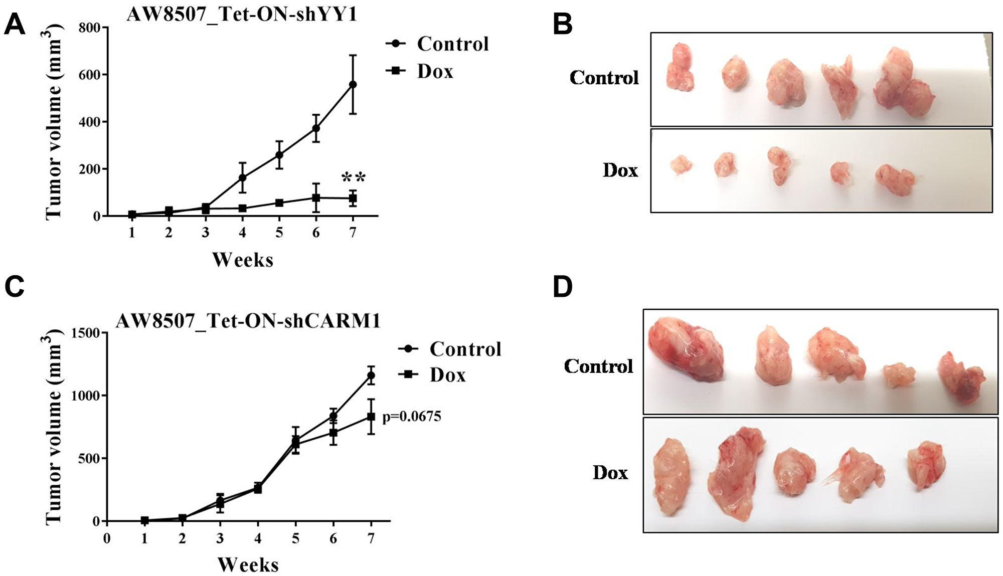 Xenograft study in nude mice with inducible silencing of YY1 and CARM1 in oral cancer cells.