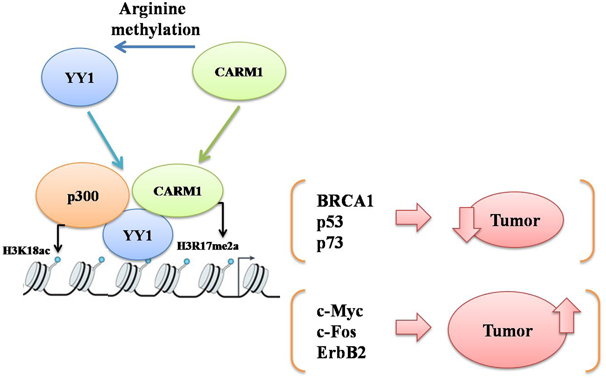 A schematic to explain probable mechanisms of cooperative action between YY1 and CARM1 either to suppress or promote carcinogenesis by upregulating either YY1 responsive tumor suppressor genes (such as BRCA1, p53 and p73) or YY1 responsive oncogenes (such as c-Myc, c-Fos and Erb B2) respectively in a context dependent manner.