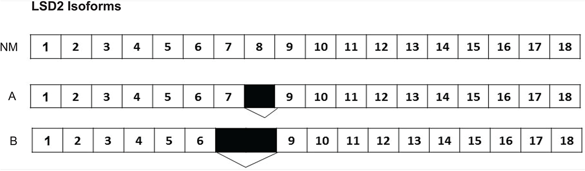 Two LSD2 isoforms identified in A673 cells.