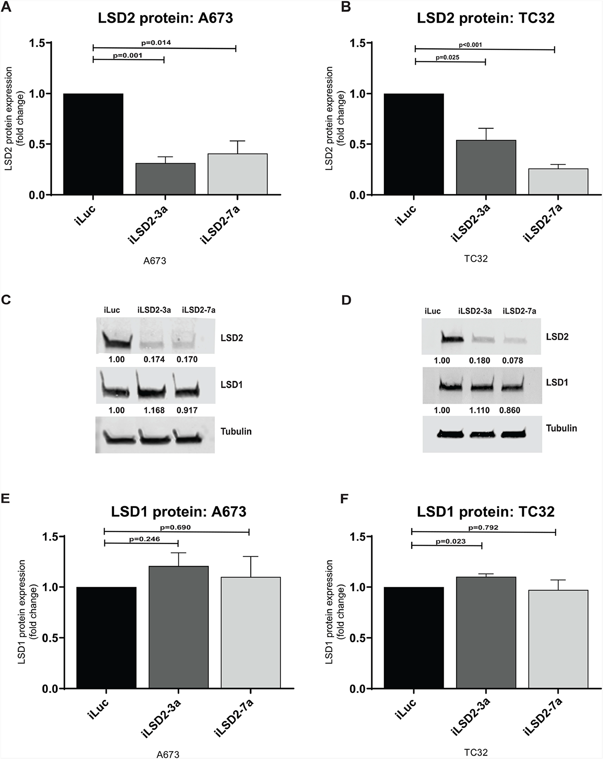 LSD2 protein expression following retroviral knockdown.