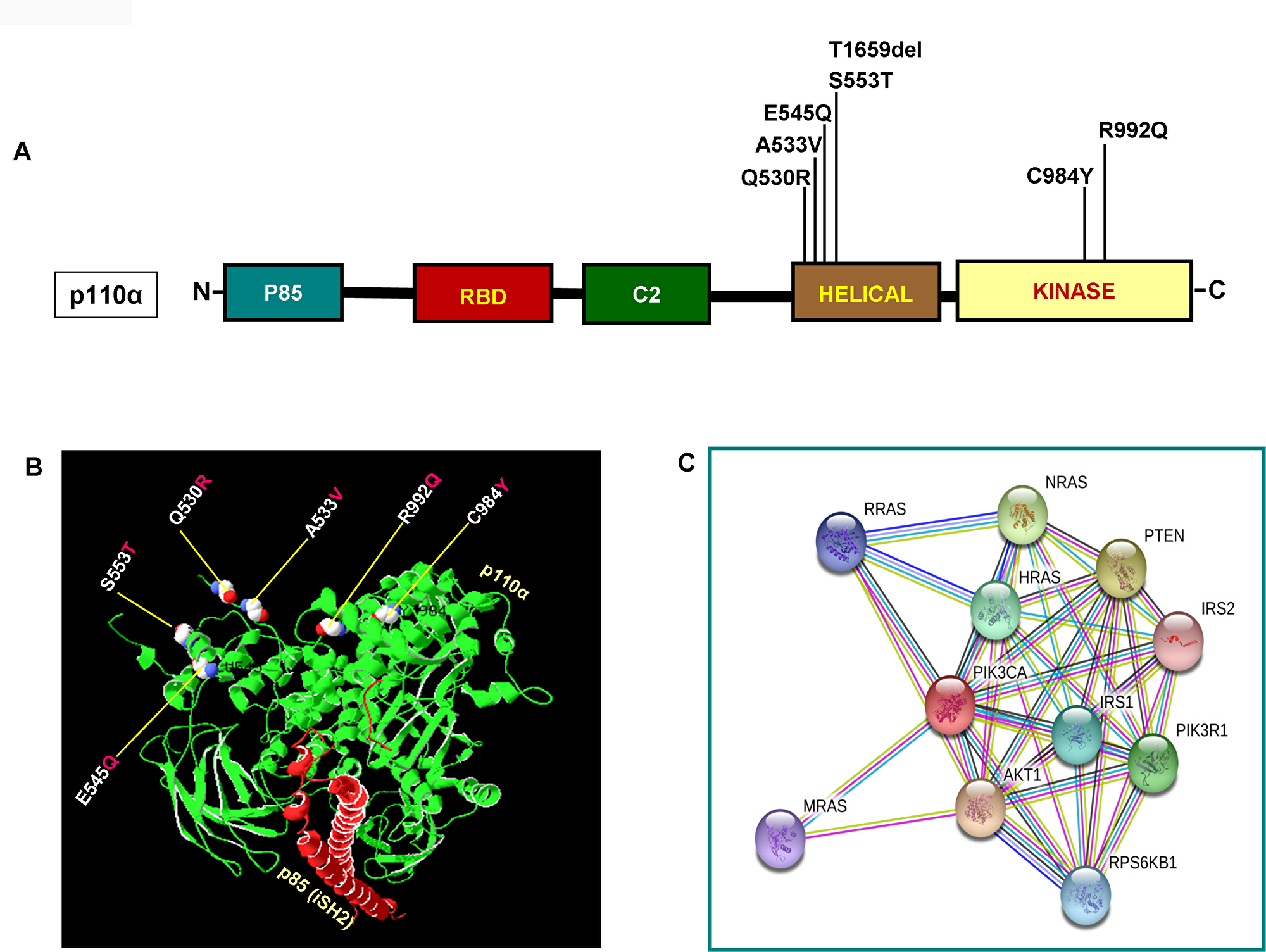 Functional domains of p110α and its interactome.