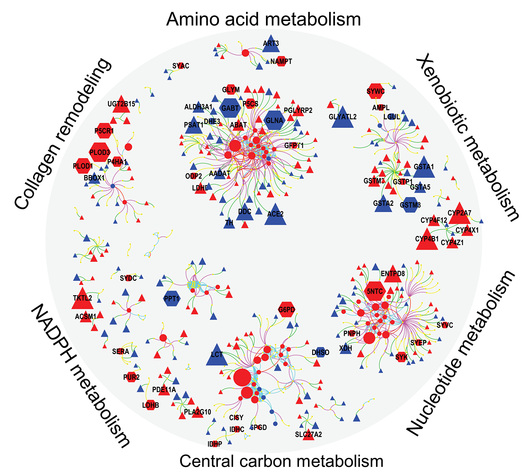 Integrated visualization of genes (Δ), protein () and metabolites () by mapping their biochemical and chemical relationships.