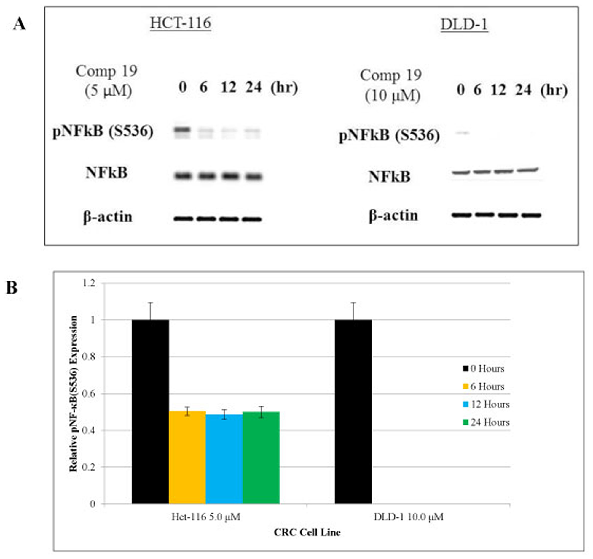 Phosphorylated NF-κB was inhibited by compound 19 in colorectal cancer cell lines.
