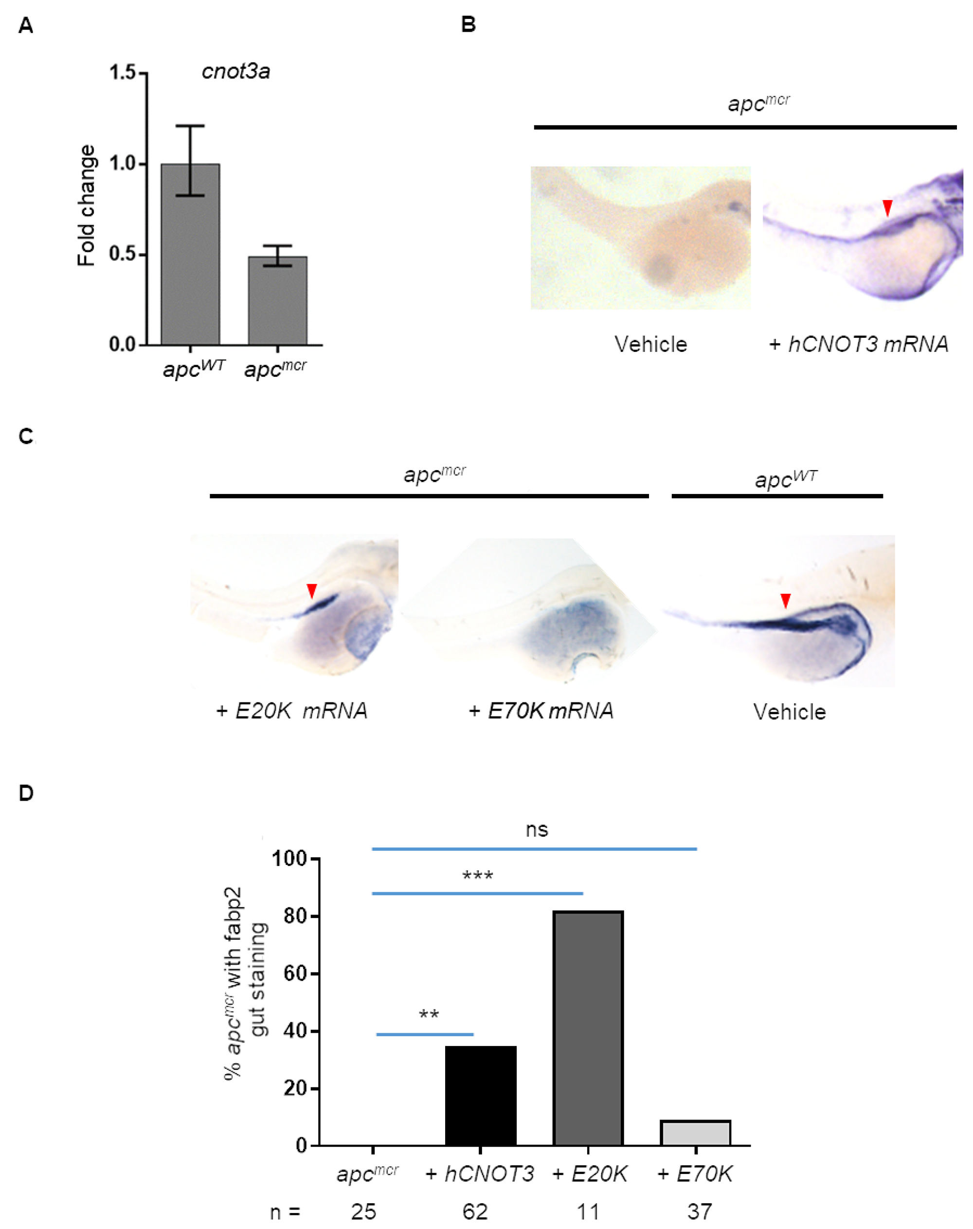 Human CNOT3 rescues intestinal defects in zebrafish apcmcr embryos.