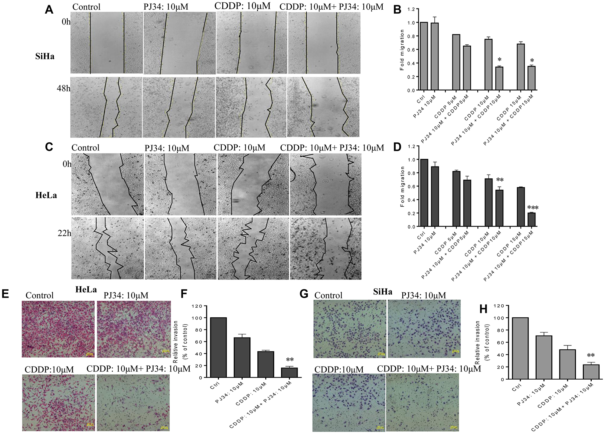Combined effect of PJ34 & CDDP treatment on the invasion and migration.
