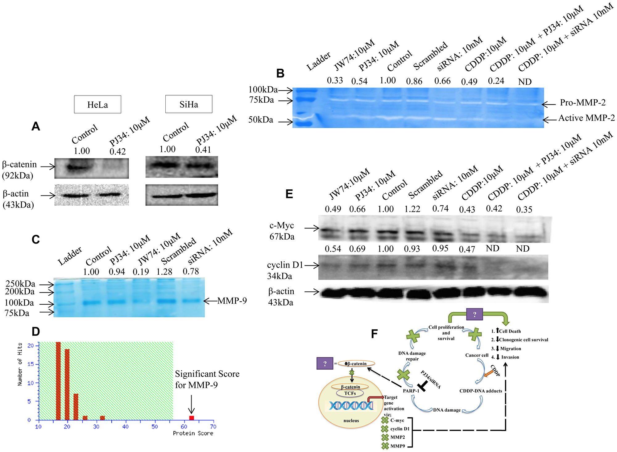 Modulation of β-catenin and its downstream signaling components by PARP-1 inhibitor alone or in combination with CDDP.