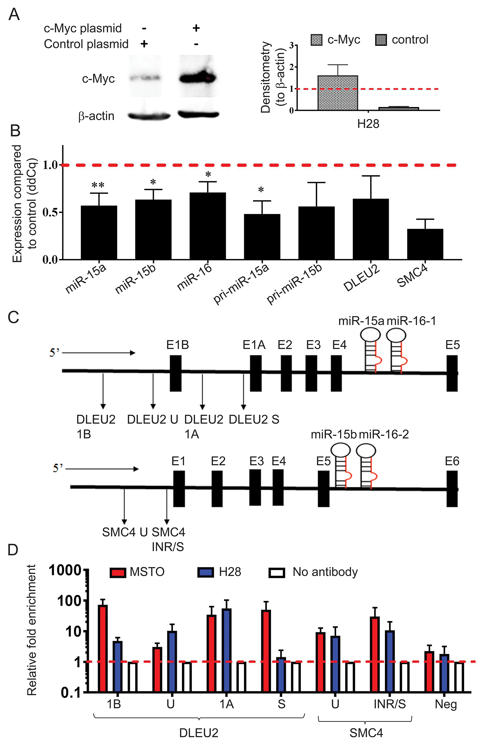 MYC overexpression causes downregulation of miR-15b/16-2 and miR-15a/16-1 and their host genes via binding to the DLEU2 and SMC4 promoters