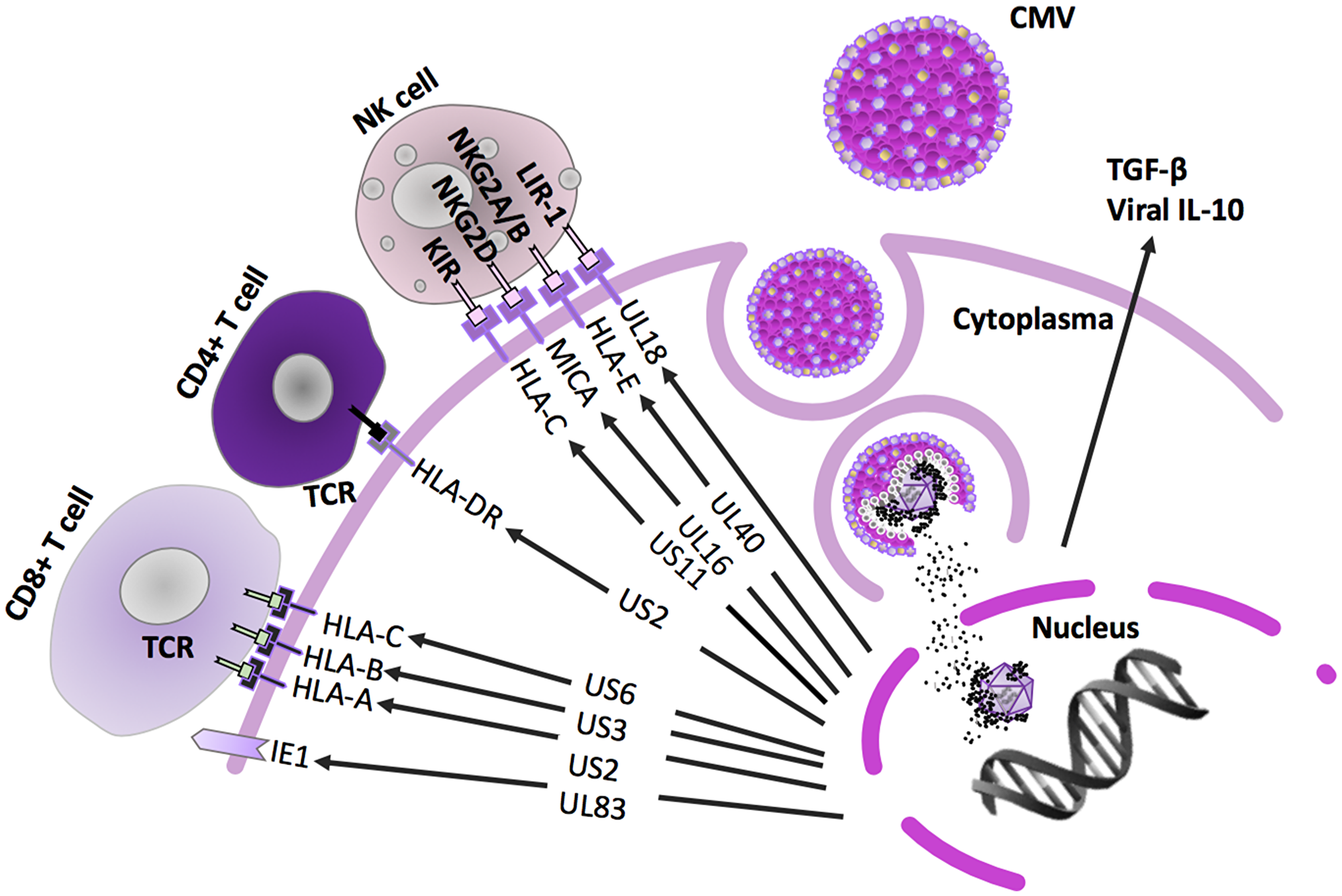 Innate and adaptive immune pathways inhibited by HCMV.