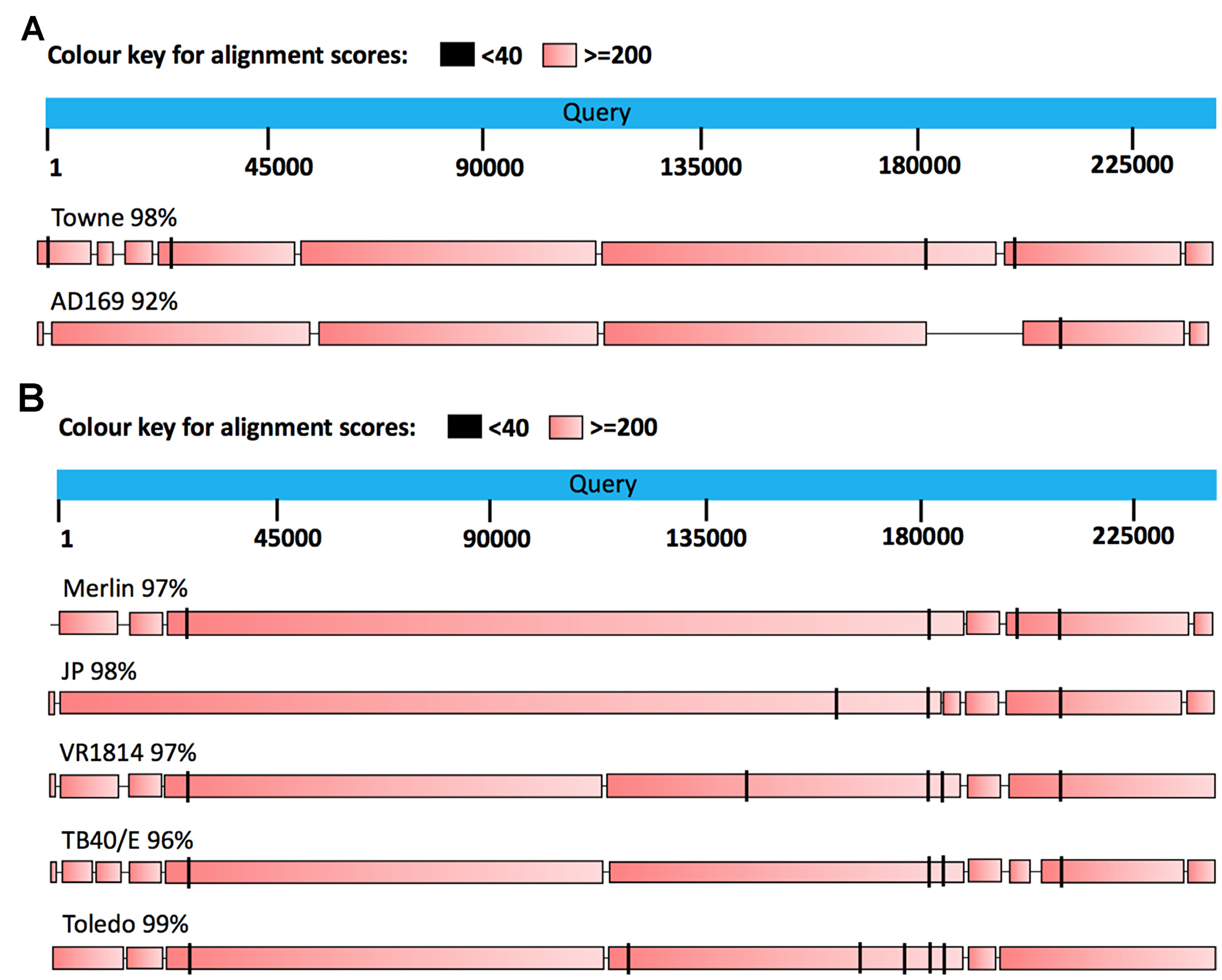 (A) BLAST alignment of two human cytomegalovirus laboratory strains, Towne and AD169, with the DB clinical strain [8]. The laboratory strains have been extensively passaged in fibroblasts as vaccine candidates. They show 98% and 92% similarity, respectively, with the DB clinical strain. The Towne laboratory strain consists of a block of ORFs (UL147-151), that is not present in AD169. (B) BLAST alignment to compare the DB clinical strain with five other strains. These strains are considered as clinical isolates, since they have been passaged to a limited extent in the laboratory (Merlin, JP, VR1814, TB40/E and Toledo). The DB sequence is reported to be 99% similar to Toledo sequence, and 96–98% similar to other clinical isolates. Toledo, was isolated from the urine of a congenitally HCMV infected child [122]; DB was isolated from a pregnant woman in France [123]; TB40/E was isolated from a throat wash of a bone marrow transplant patient [124]; JP was isolated from prostate tissue of post mortem AIDS patient [123]; Merlin was isolated from urine of congenitally infected infant [125]; and VR1814 was isolated from cervical secretion of a pregnant woman with a primary HCMV infection [126] Each of the clinical isolates can replicate in several cell types in addition to fibroblasts, whereas the replication of the laboratory strains is limited to fibroblasts.