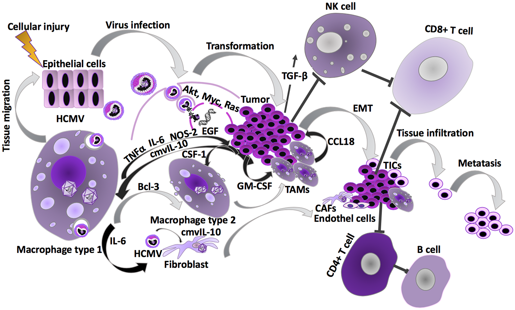 HCMV effects during carcinogenesis.