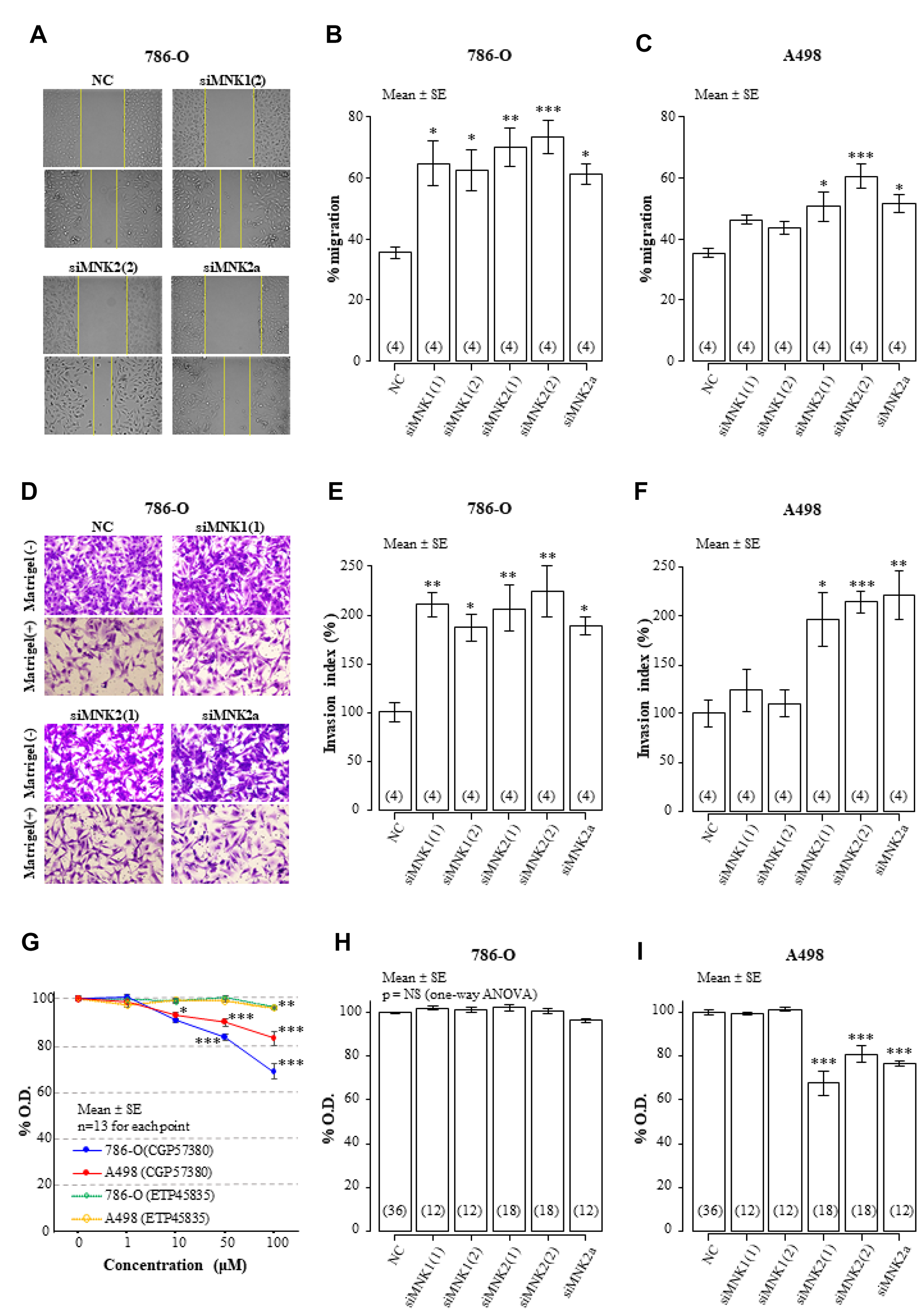 Effects of MNK inhibition on cell migration, invasion, and proliferation of 786-O and A498.