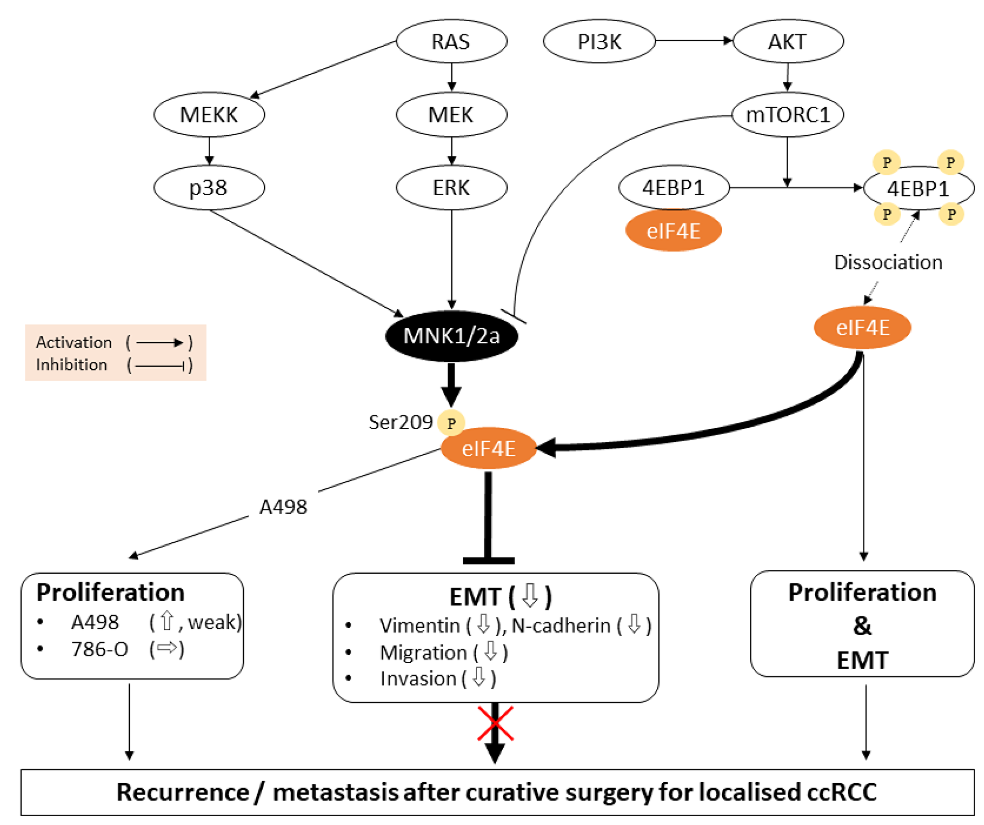 Schematic diagrams of the signaling pathways and biological reactions in this study.