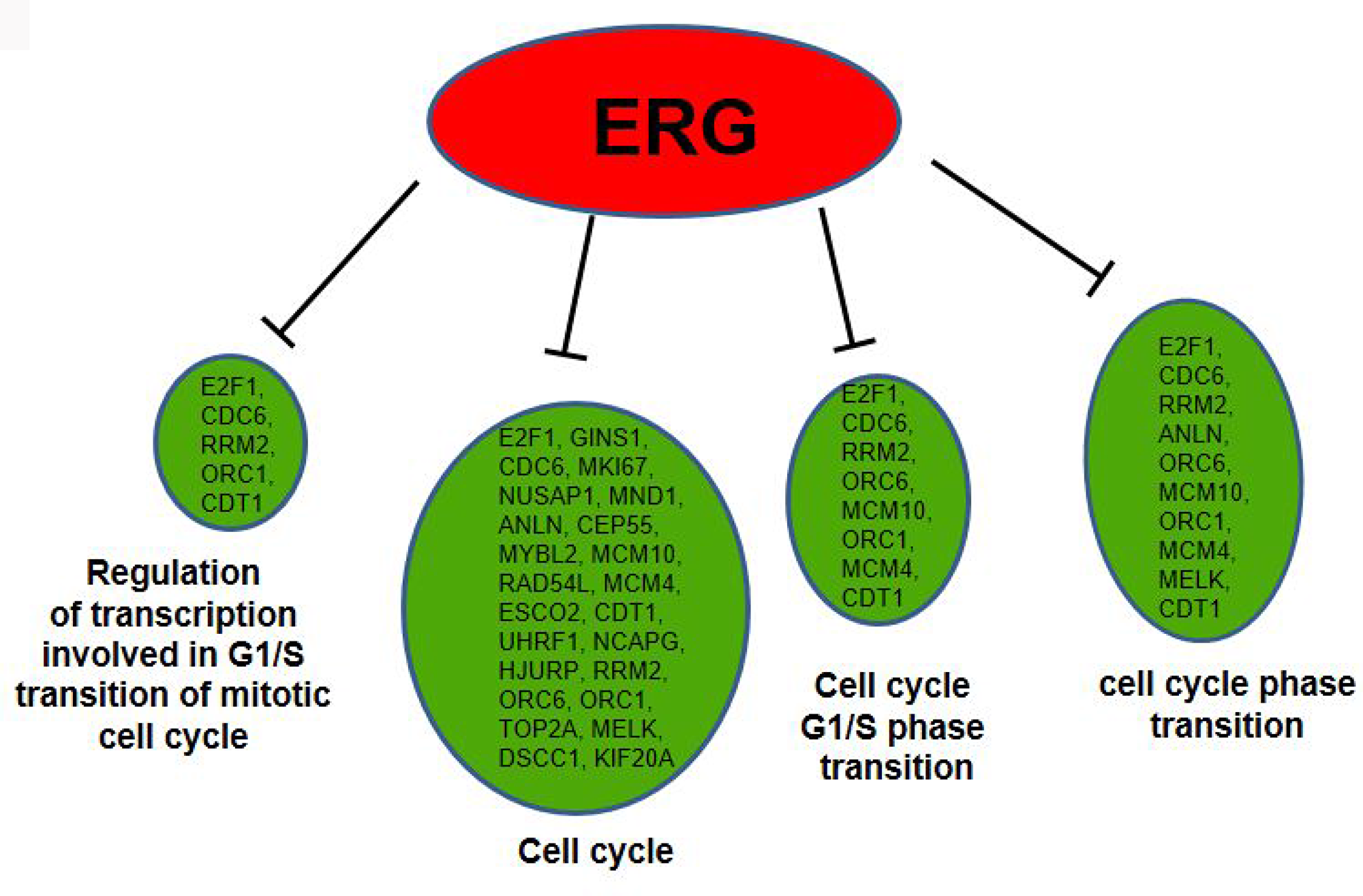 GO term analysis for differentially expressed genes.