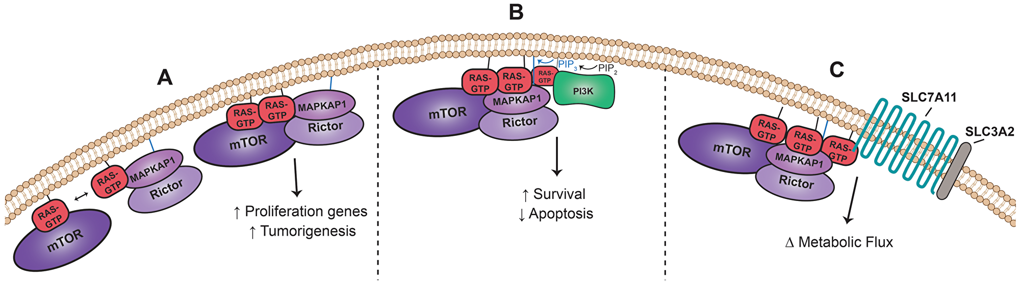Ras-mTORC2 Interaction Coordinates Signaling
