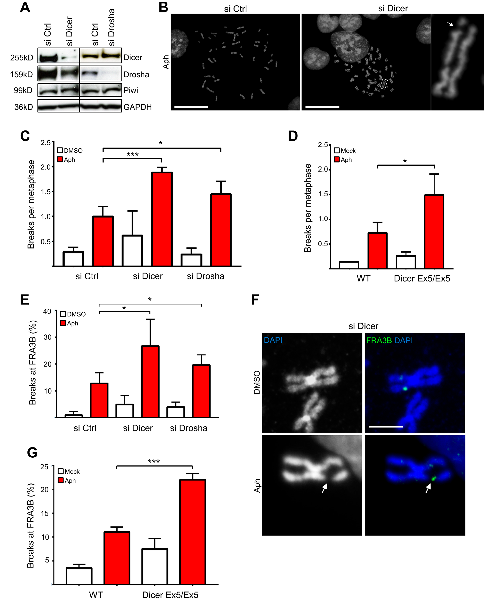Inhibition of the Dicer pathway enhances genomic instability after replication stress.