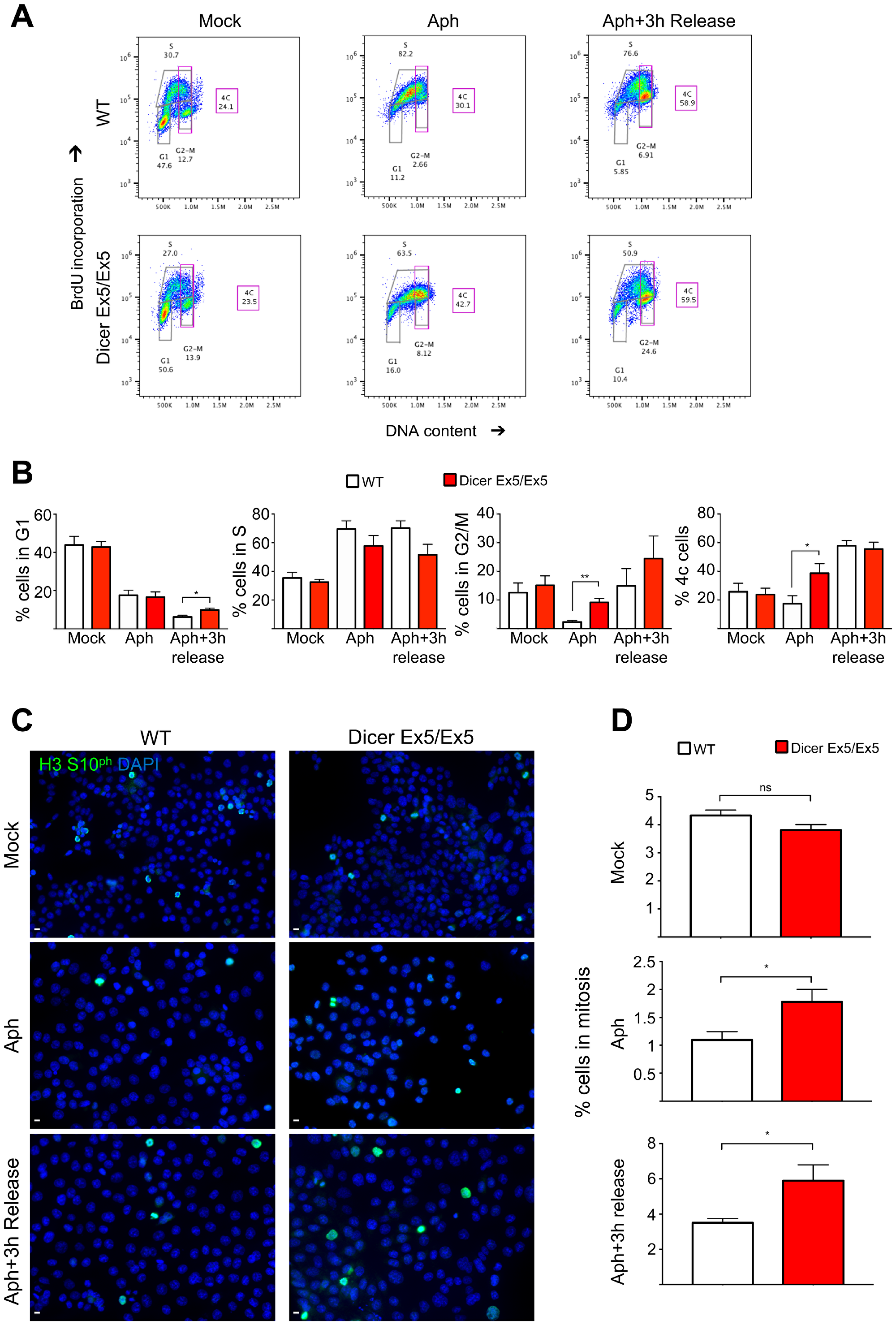 Inhibition of Dicer impairs aphidicolin-induced cell cycle arrest in S phase.