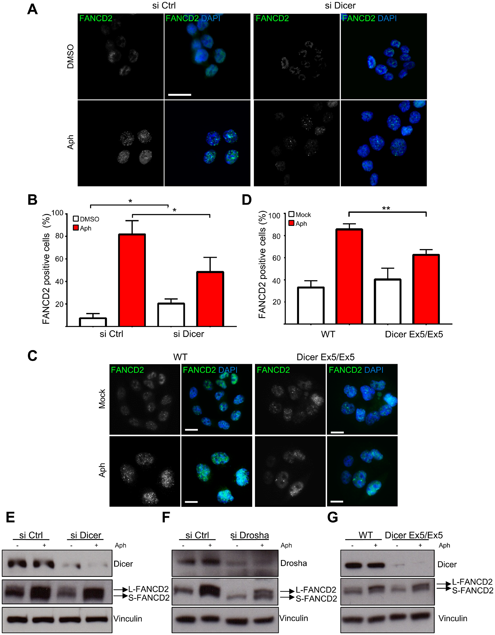 Dicer inhibition prevents FANCD2 foci formation after replication stress without affecting FANCD2 mono-ubiquitylation.