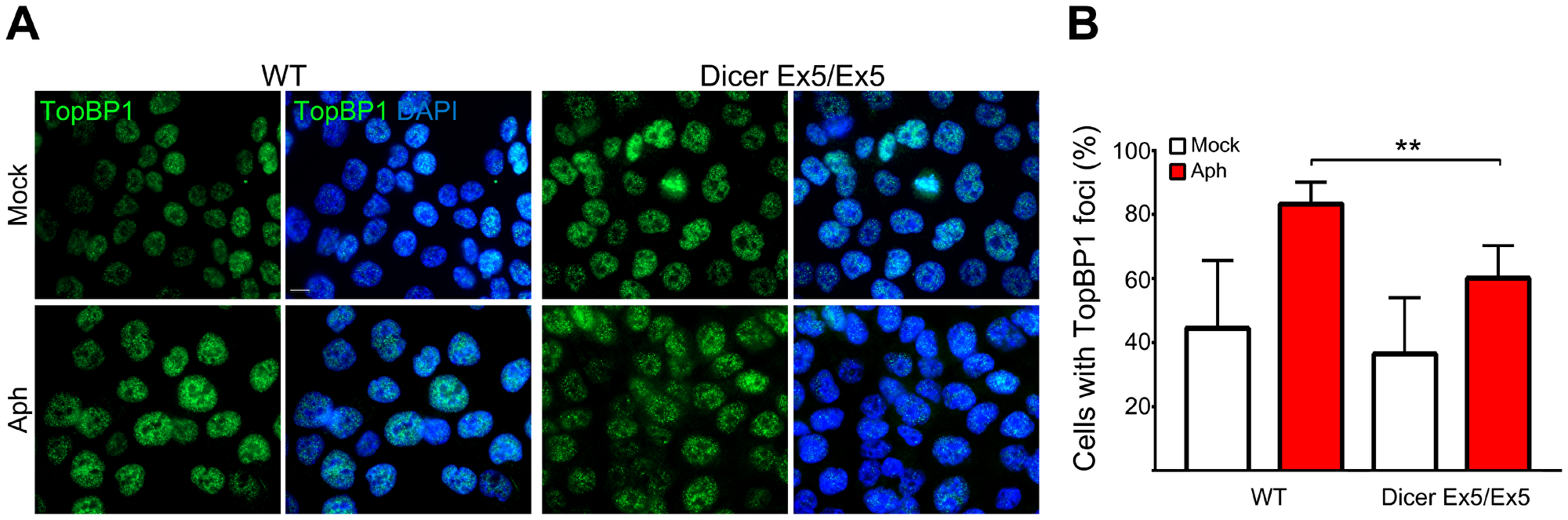 TopBP1 nuclear foci formation induced by replication stress is Dicer-dependent.