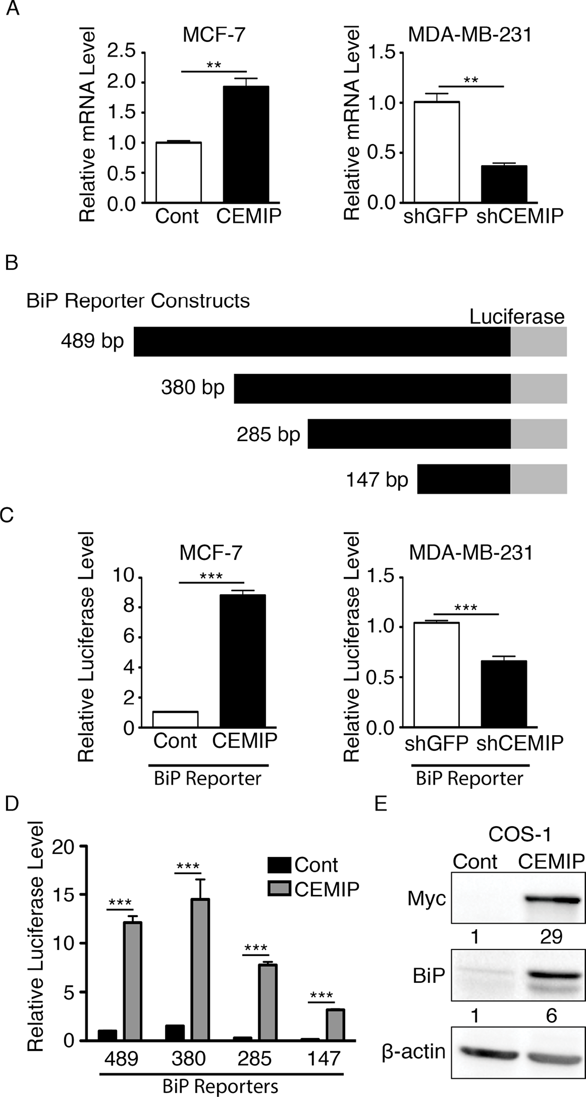 CEMIP upregulates BiP transcription through a minimal BiP promoter region.