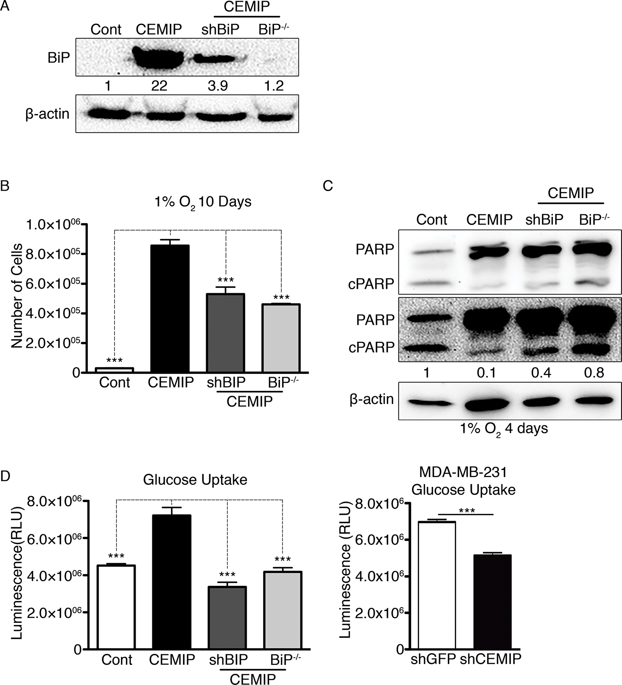Upregulation of BiP contributes to CEMIP-mediated cell survival in hypoxic conditions and increased glucose uptake.