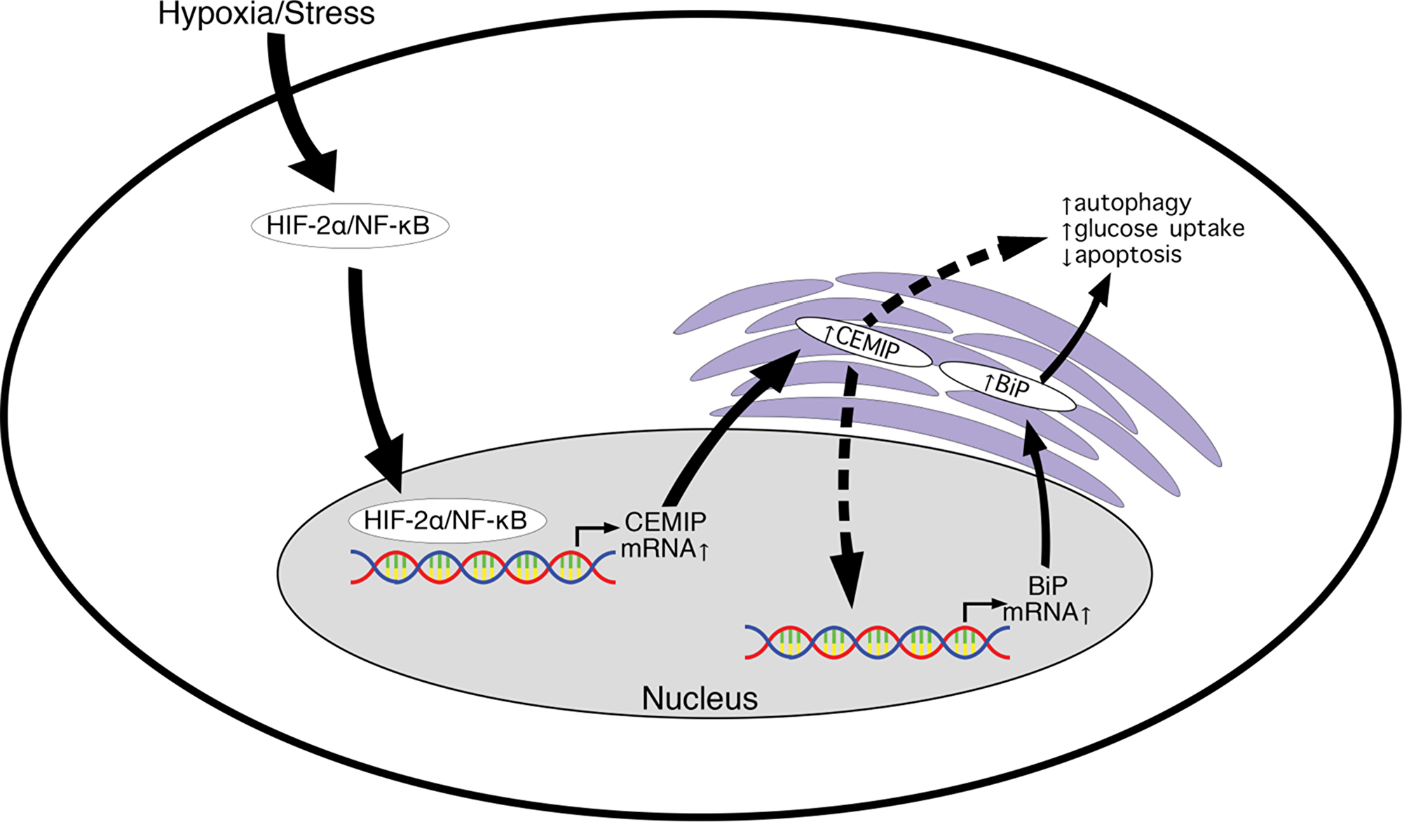 Model for CEMIP-mediated upregulation of BiP leading to increased cell survival during hypoxia/stress.