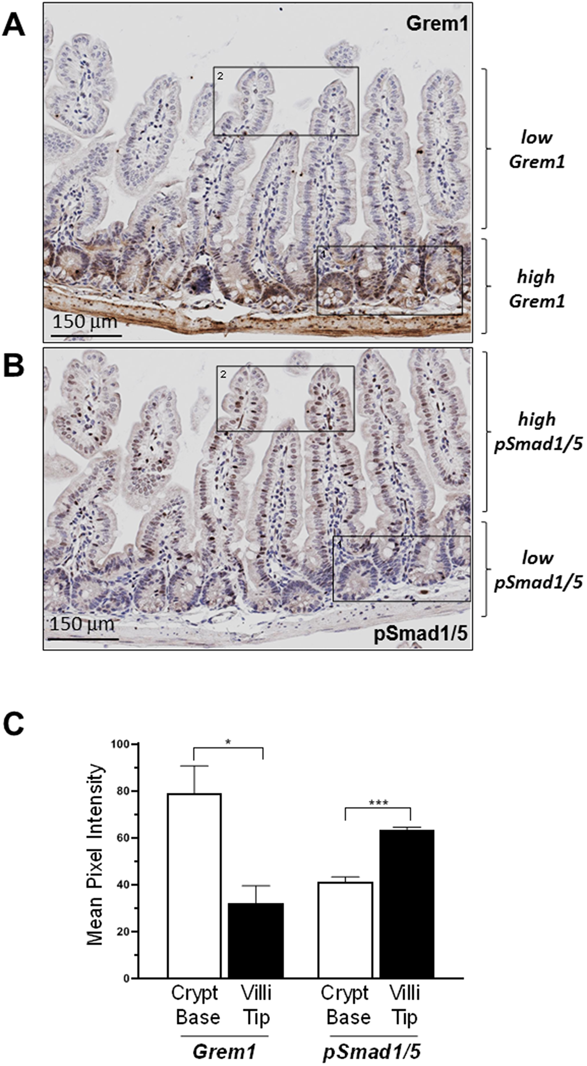 Inverse relationship between expression of Grem1 protein and pSmad1/5 staining in mouse intestine.