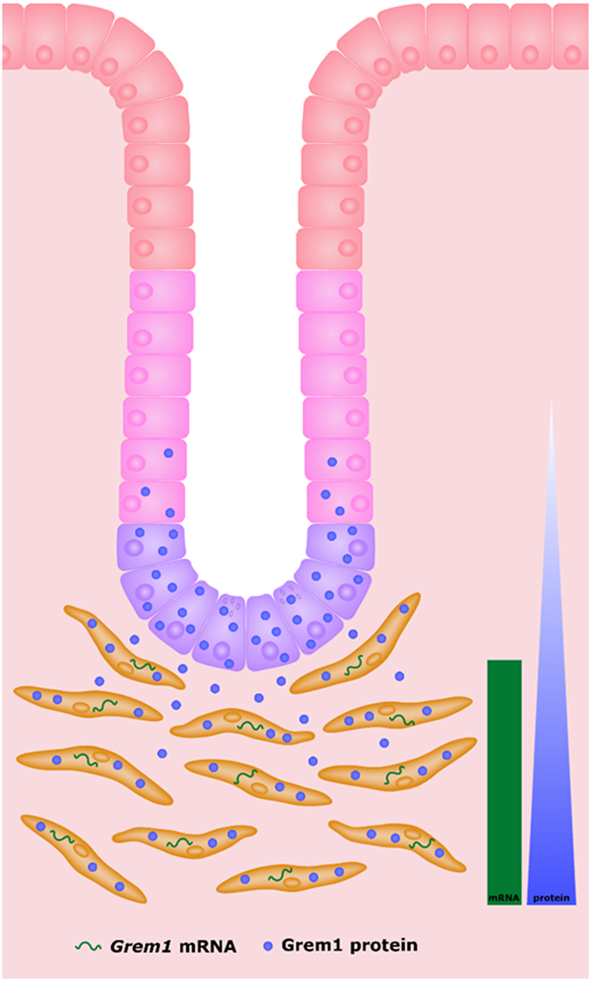 Schematic highlighting the source of Grem1 mRNA and protein in mouse intestine.
