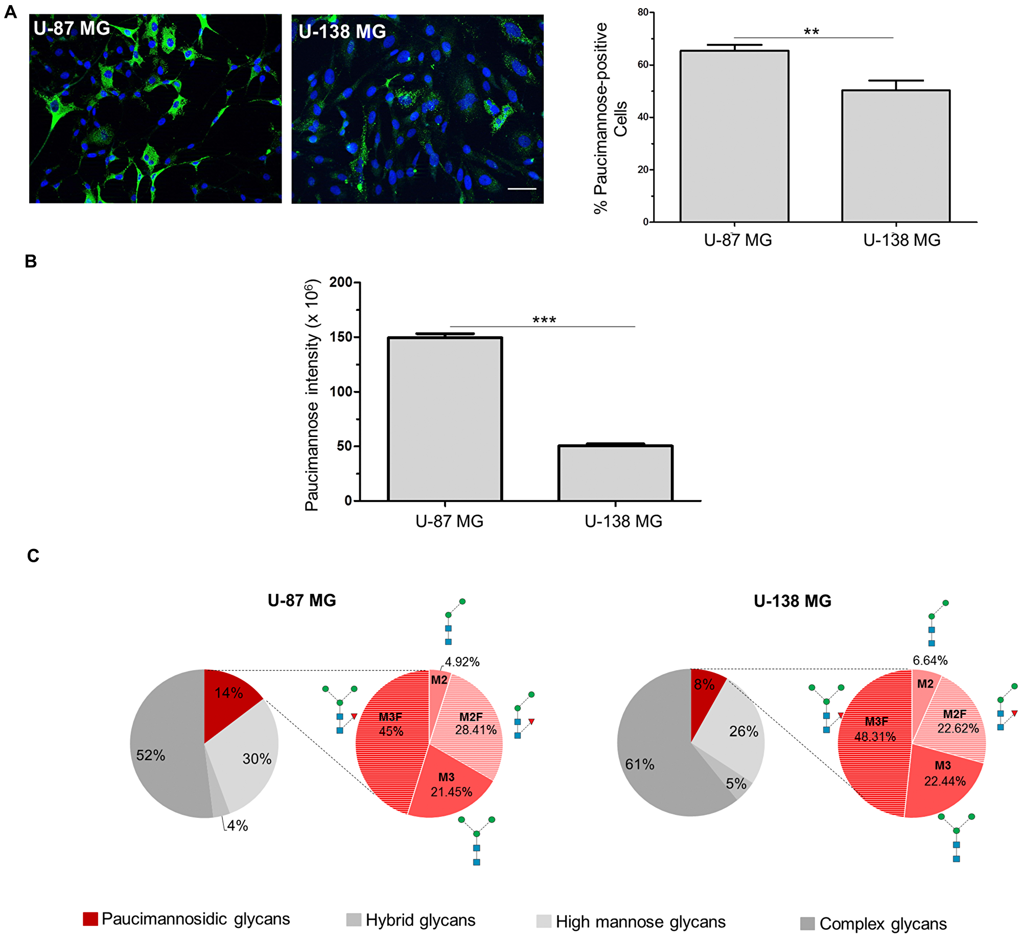 Paucimannosidic epitopes differ in U-87 MG and U-138 MG cells.