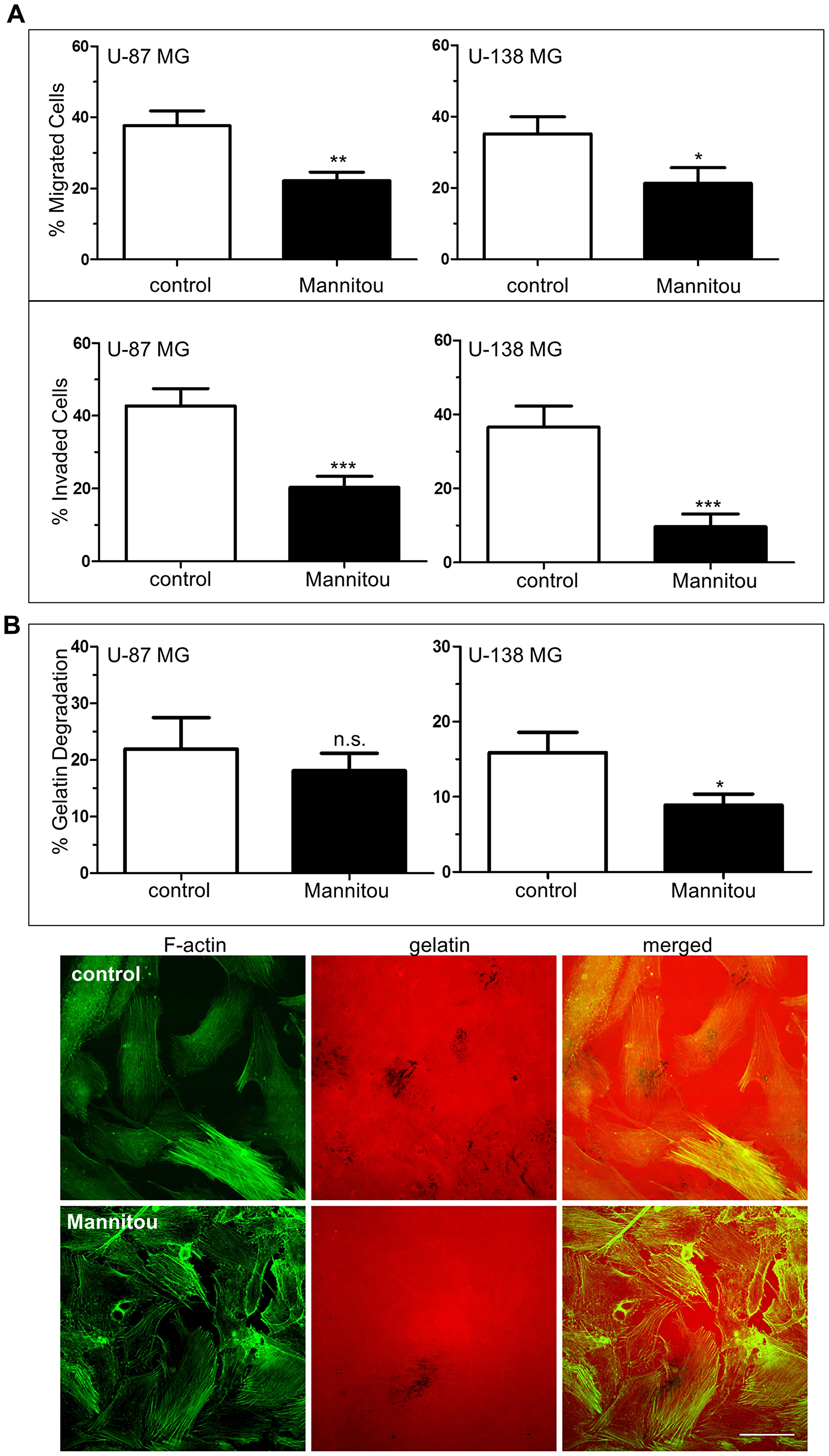 Mannitou antibody reduces haptotactic cell migration and invasion